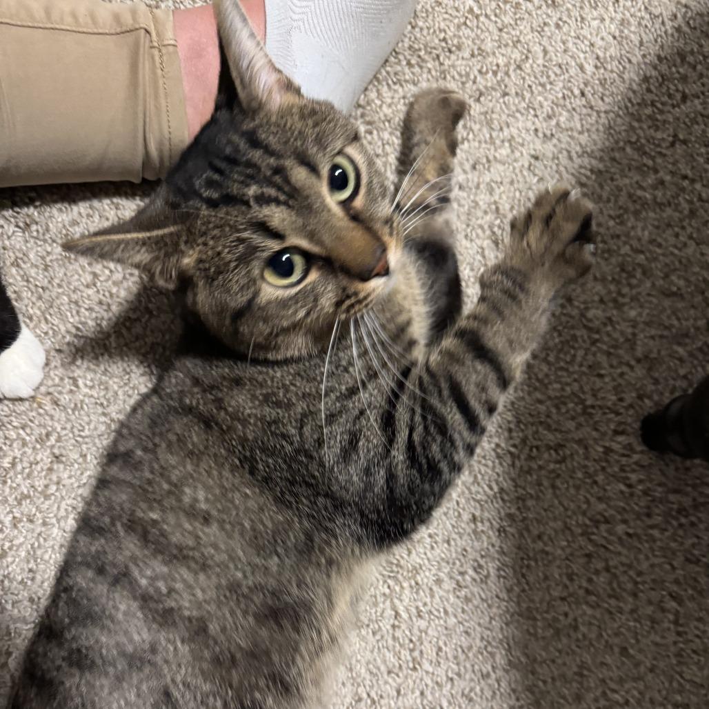 Enlarge Leo, a Adoptable Domestic Short Hair in Huntsville, AL image 1/6