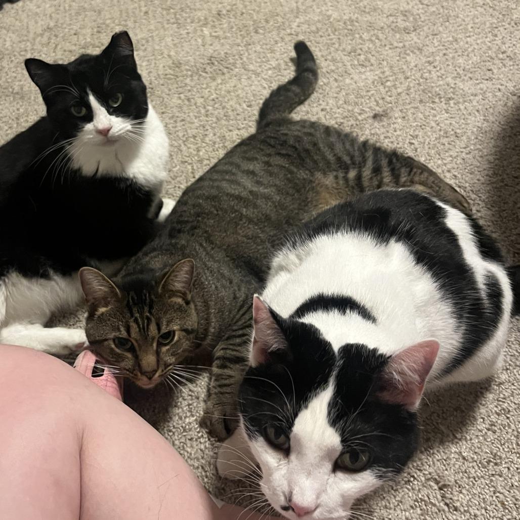 Enlarge Leo, a Adoptable Domestic Short Hair in Huntsville, AL image 2/6