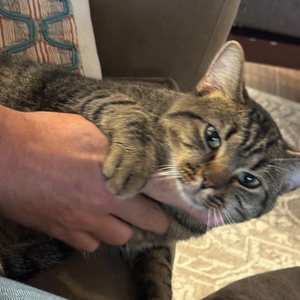 Enlarge Leo, a Adoptable Domestic Short Hair in Huntsville, AL image 3/6