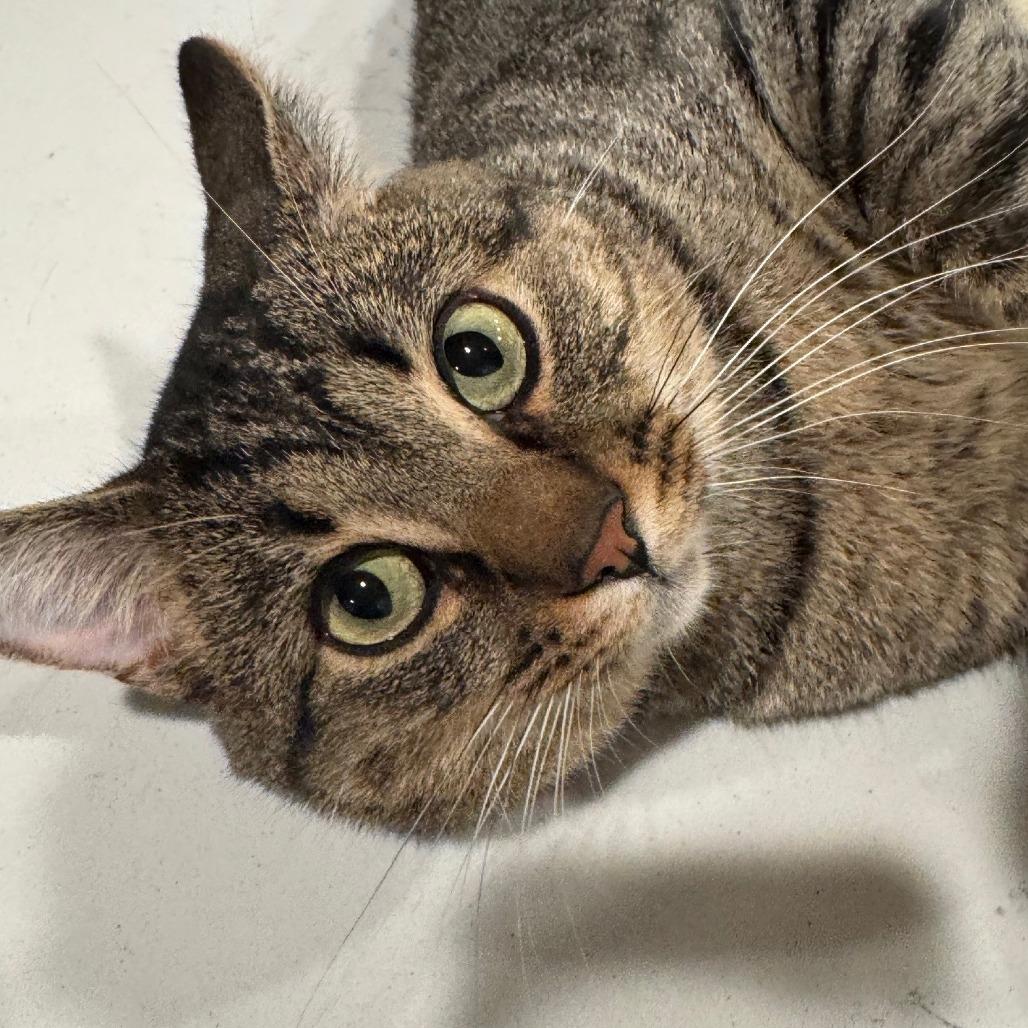 Enlarge Leo, a Adoptable Domestic Short Hair in Huntsville, AL image 4/6