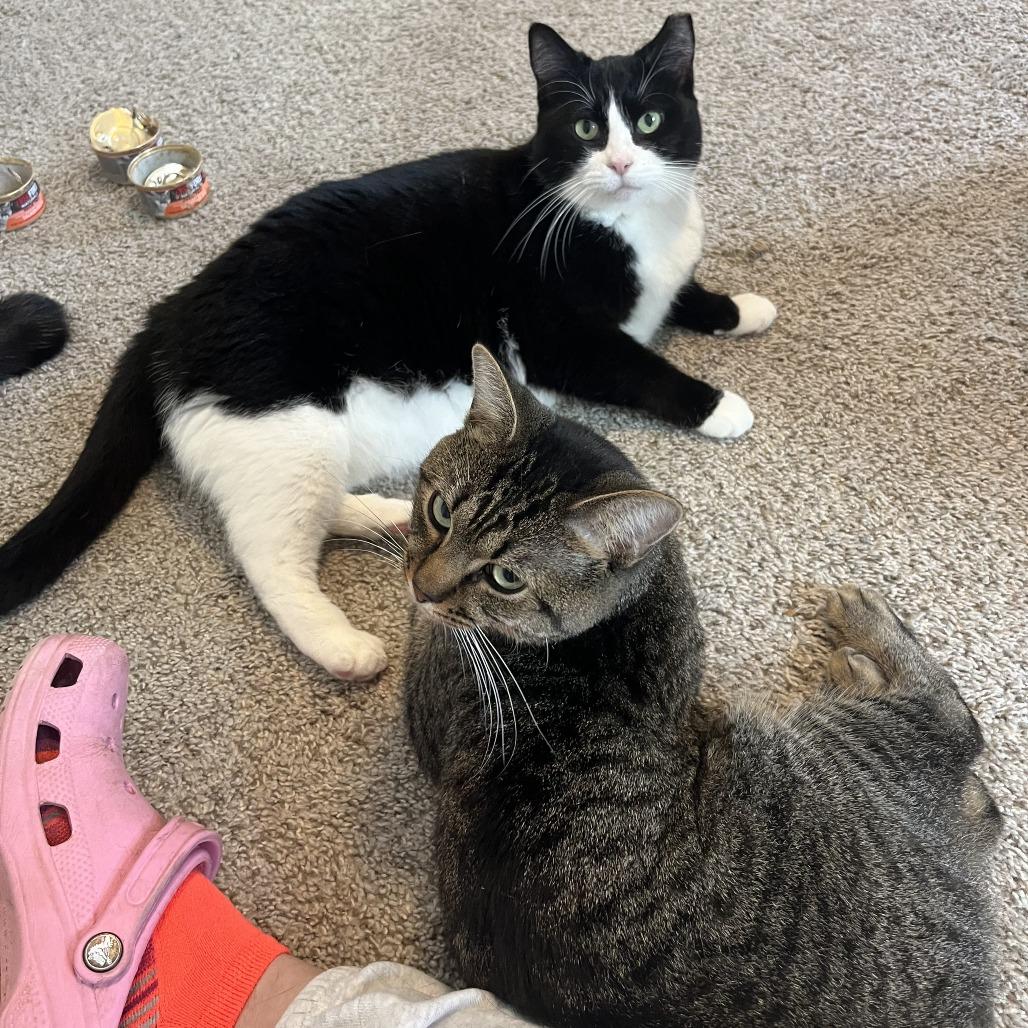 Enlarge Leo, a Adoptable Domestic Short Hair in Huntsville, AL image 5/6