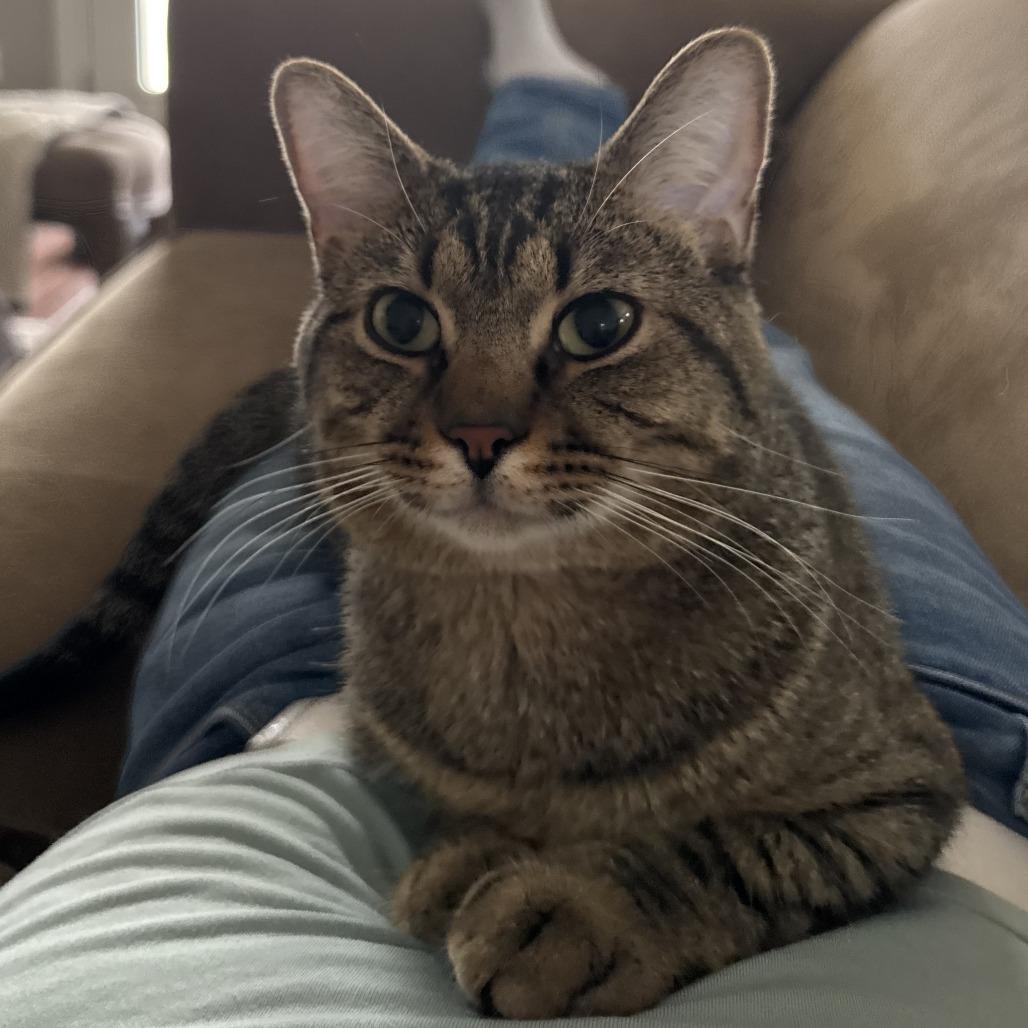 Enlarge Leo, a Adoptable Domestic Short Hair in Huntsville, AL image 5/6