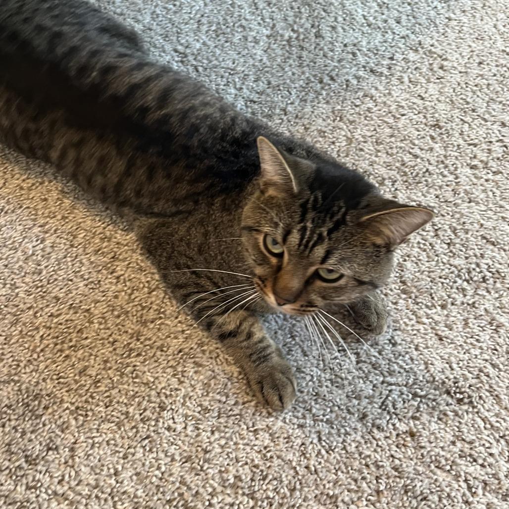 Enlarge Leo, a Adoptable Domestic Short Hair in Huntsville, AL image 6/6