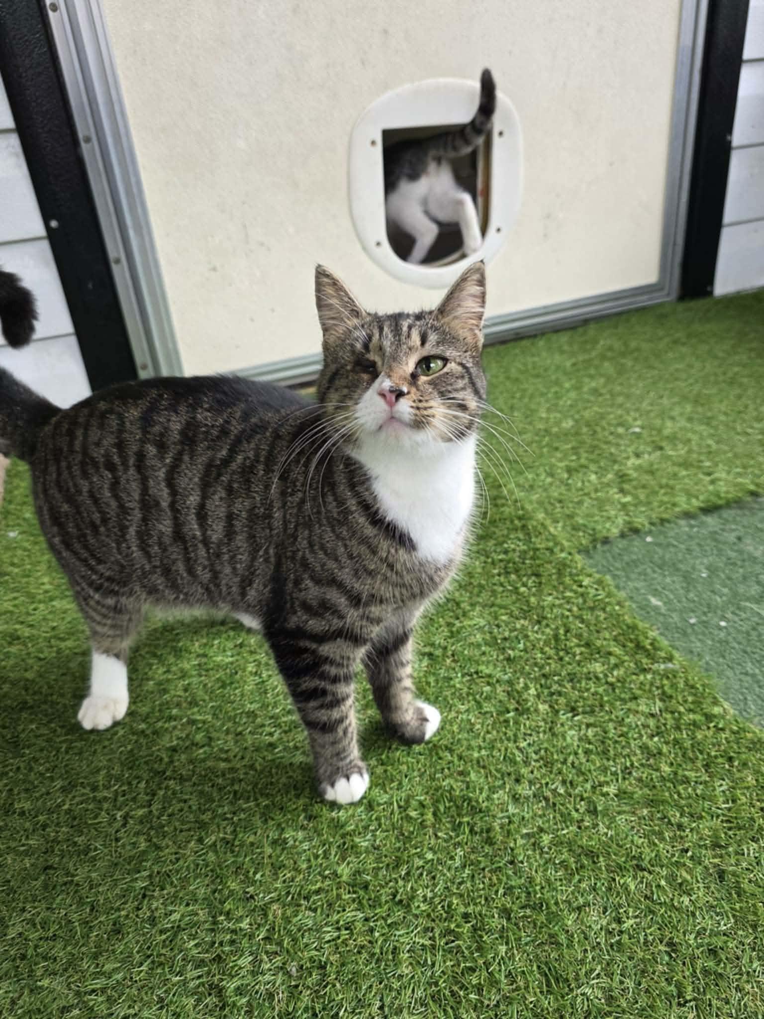 Enlarge Sabrina, a ADOPTABLE Domestic Short Hair in Umatilla, FL image 5/5