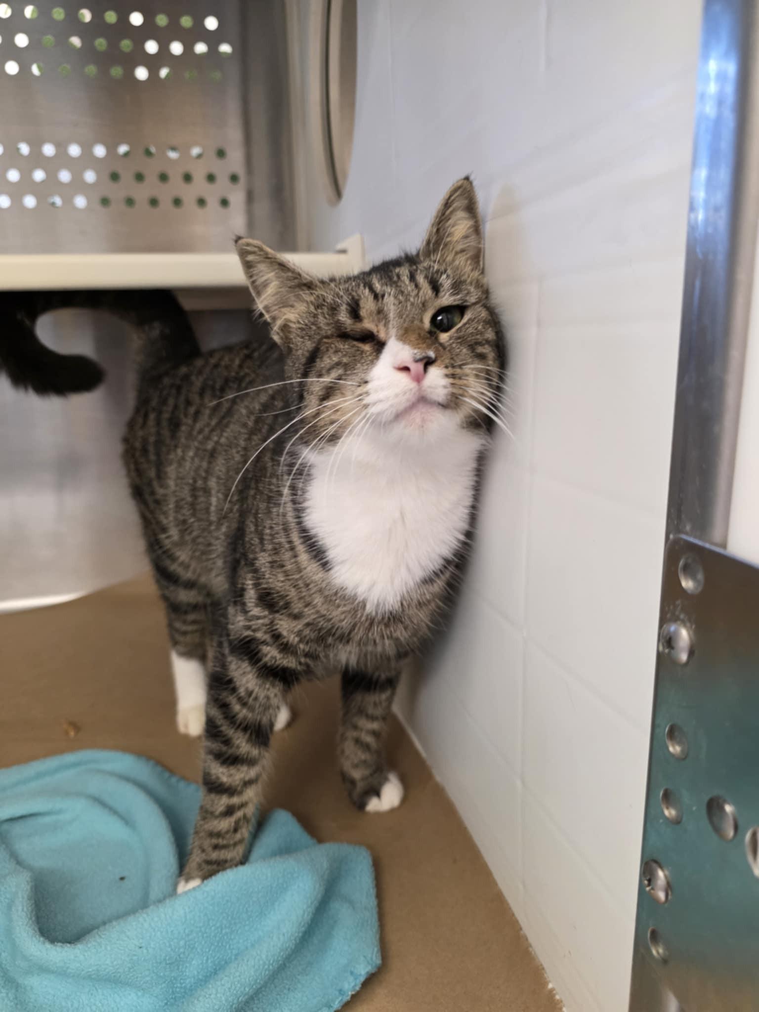 Enlarge Sabrina, a ADOPTABLE Domestic Short Hair in Umatilla, FL image 4/5