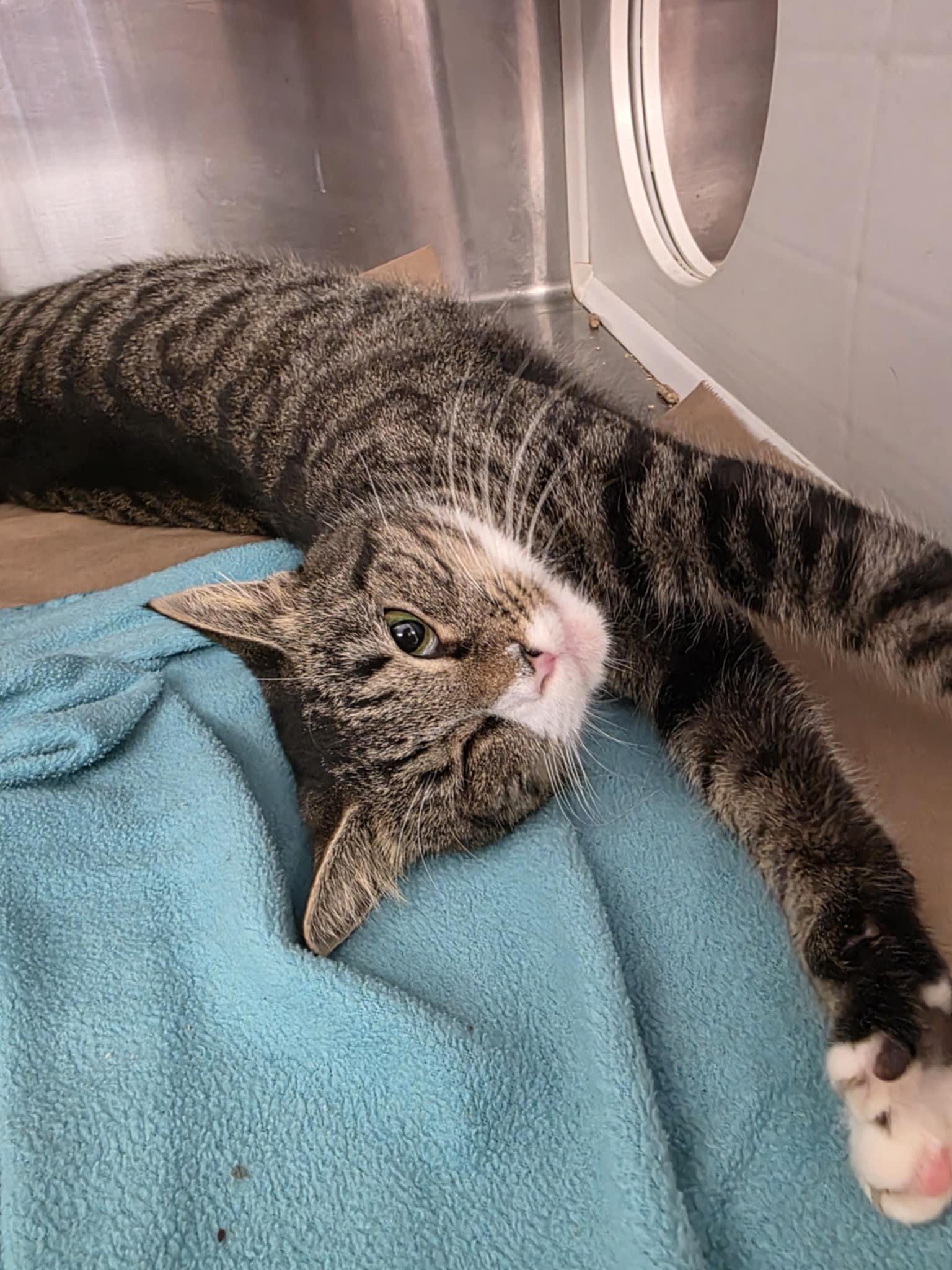 Enlarge Sabrina, a ADOPTABLE Domestic Short Hair in Umatilla, FL image 1/5