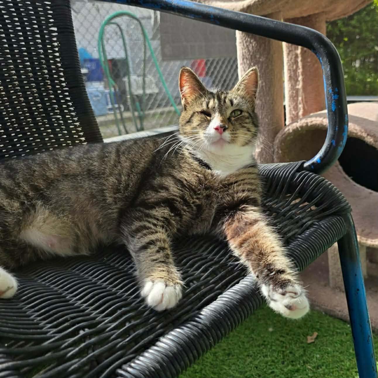 Enlarge Sabrina, a ADOPTABLE Domestic Short Hair in Umatilla, FL image 1/5