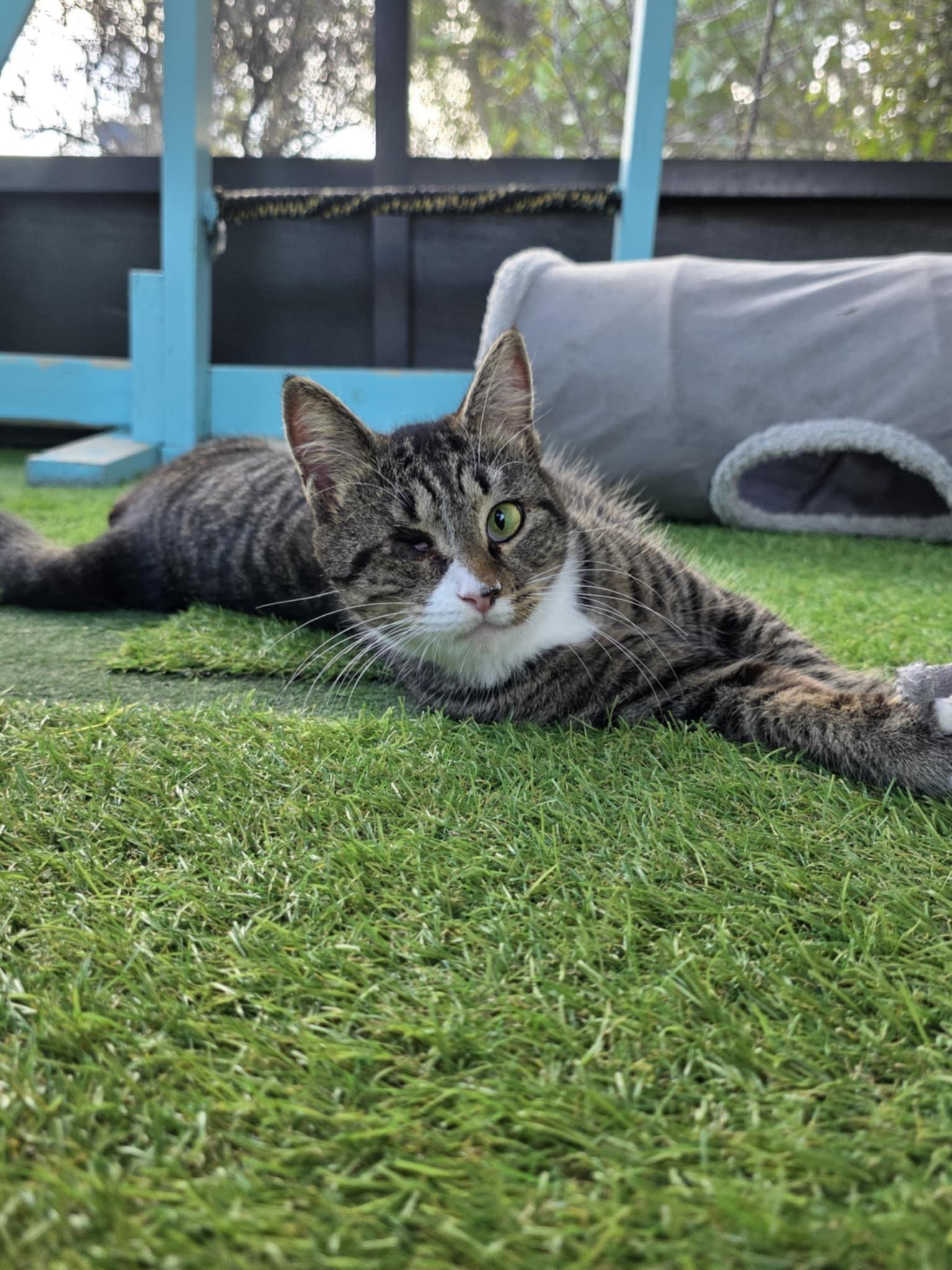 Sabrina, a ADOPTABLE Domestic Short Hair in Umatilla, FL image 1/6