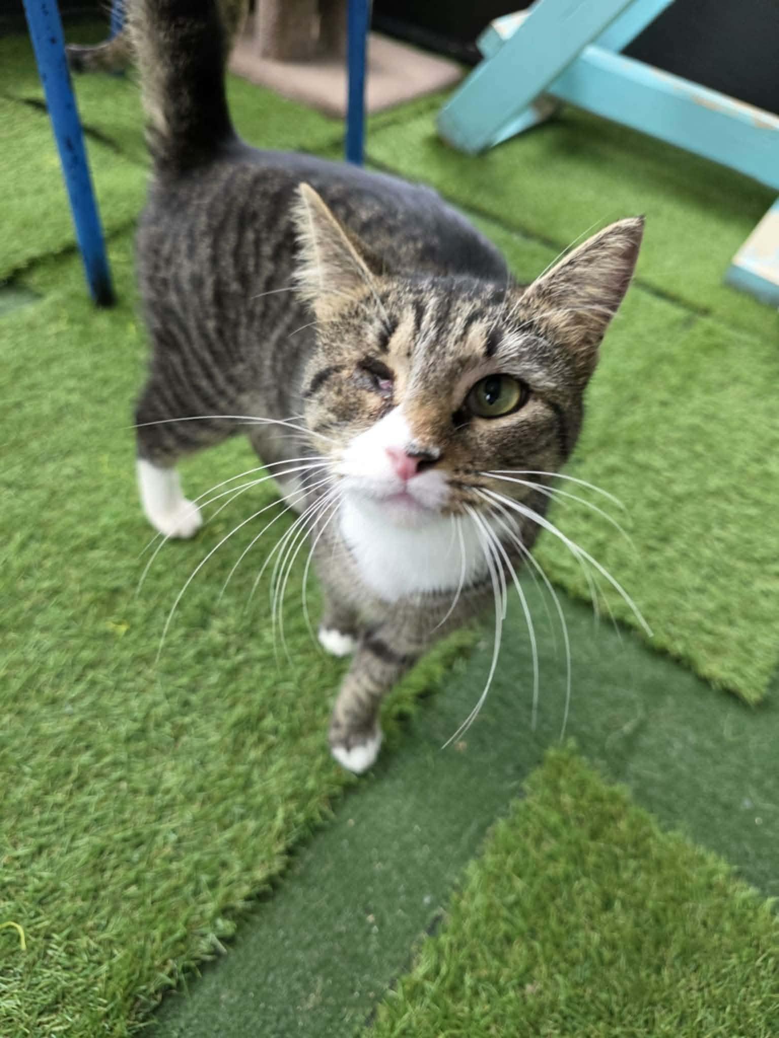 Enlarge Sabrina, a ADOPTABLE Domestic Short Hair in Umatilla, FL image 2/5