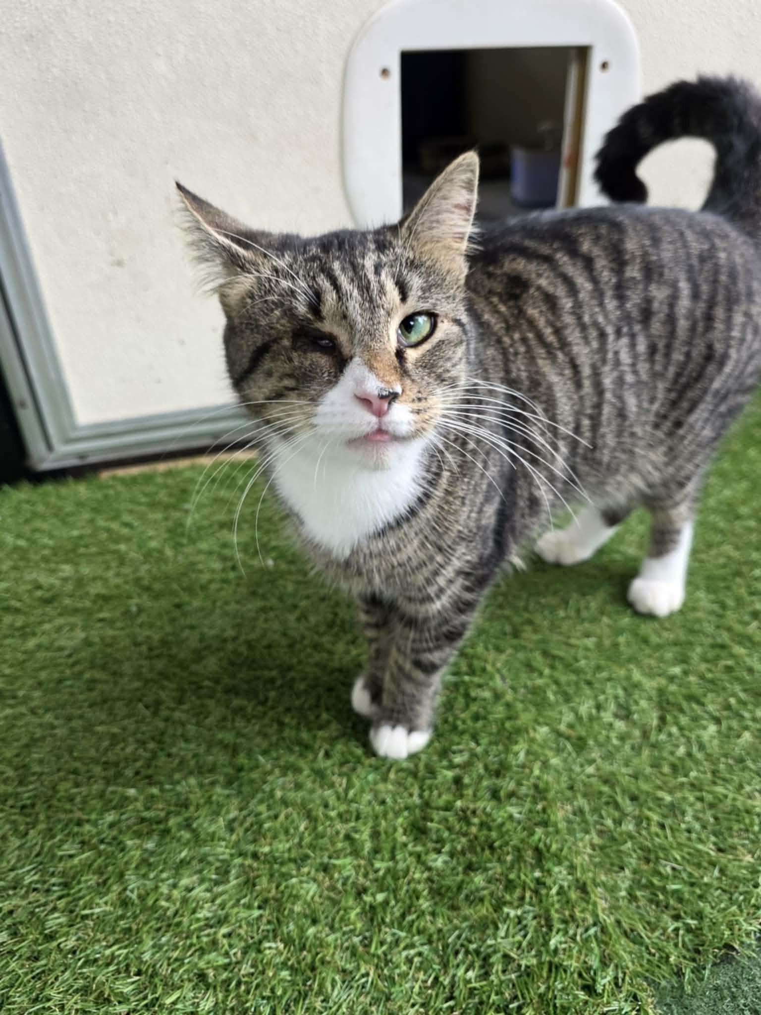 Enlarge Sabrina, a ADOPTABLE Domestic Short Hair in Umatilla, FL image 3/5