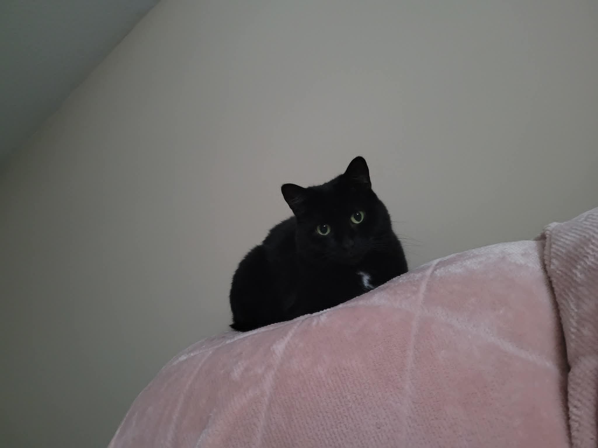 Enlarge June (bonded with Bug), a ADOPTABLE Domestic Medium Hair in Shakespeare, ON image 6/6