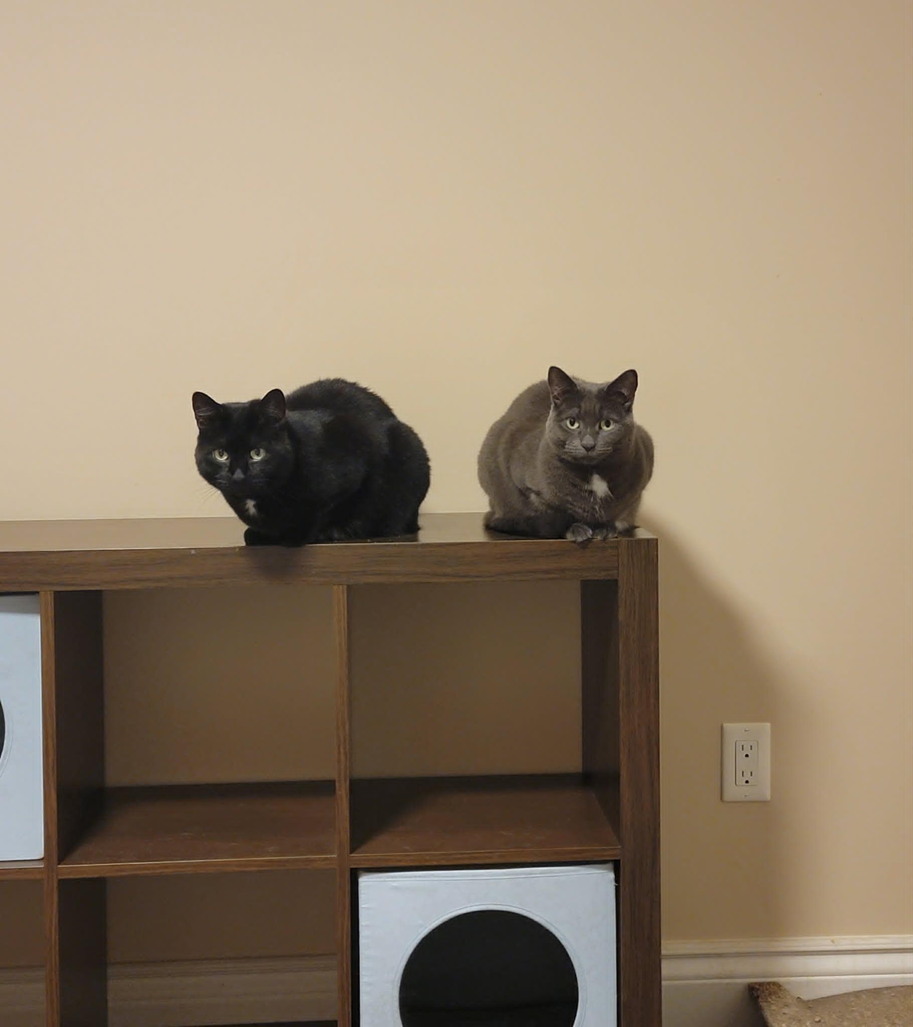 June (bonded with Bug), a ADOPTABLE Domestic Medium Hair in Shakespeare, ON image 6/6