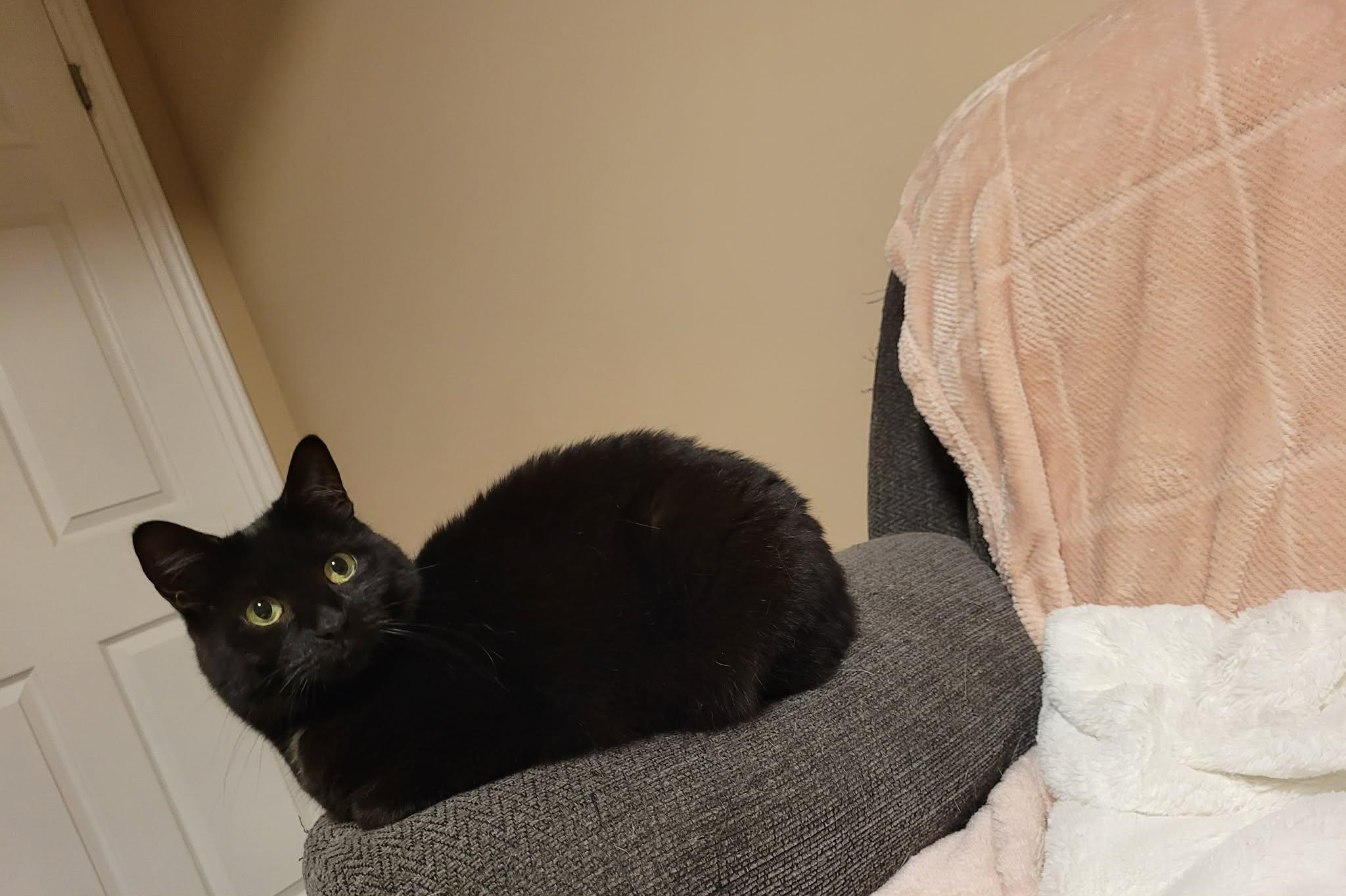 Enlarge June (bonded with Bug), a ADOPTABLE Domestic Medium Hair in Shakespeare, ON image 5/6