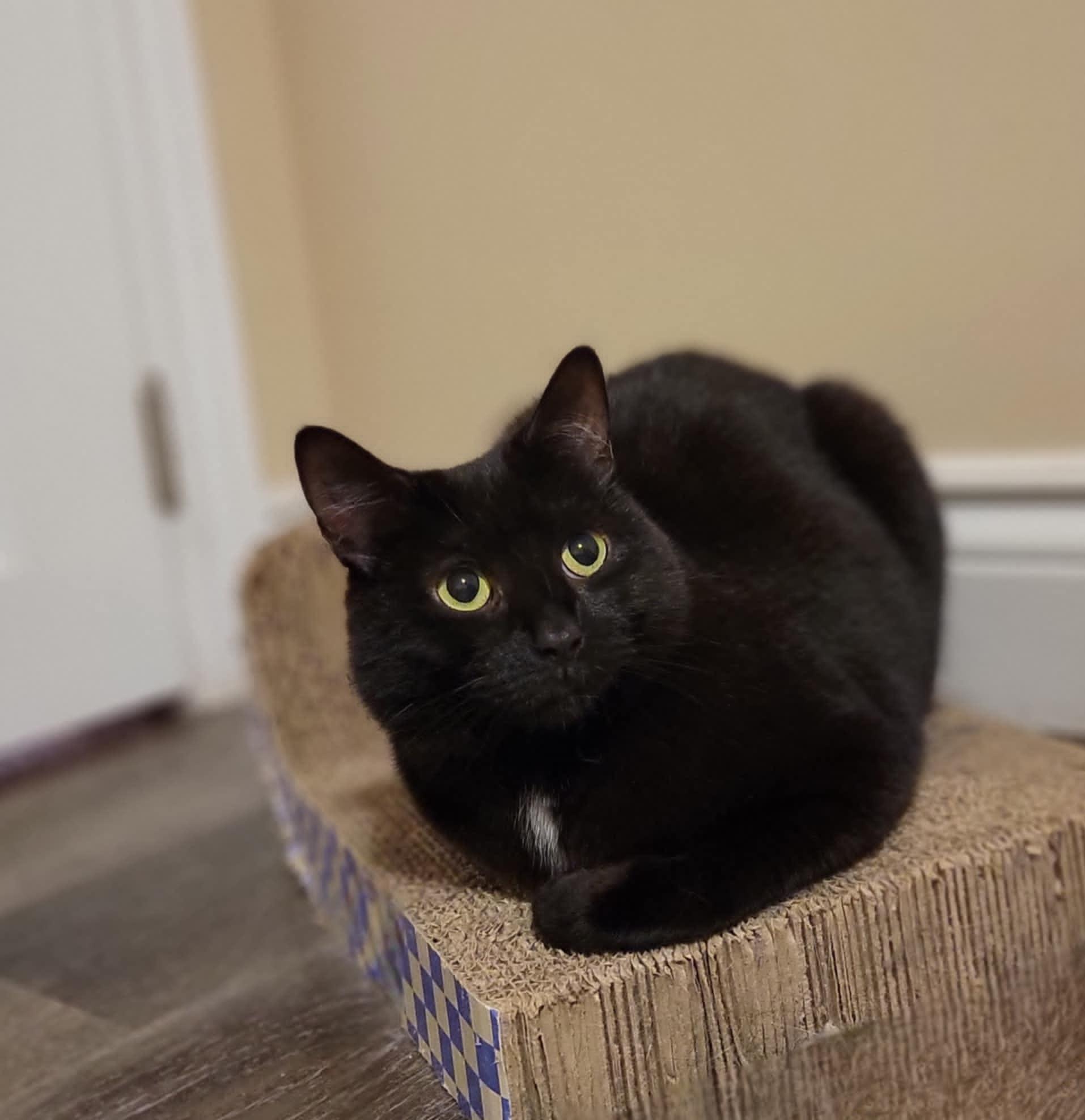 June (bonded with Bug), a ADOPTABLE Domestic Medium Hair in Shakespeare, ON image 3/4