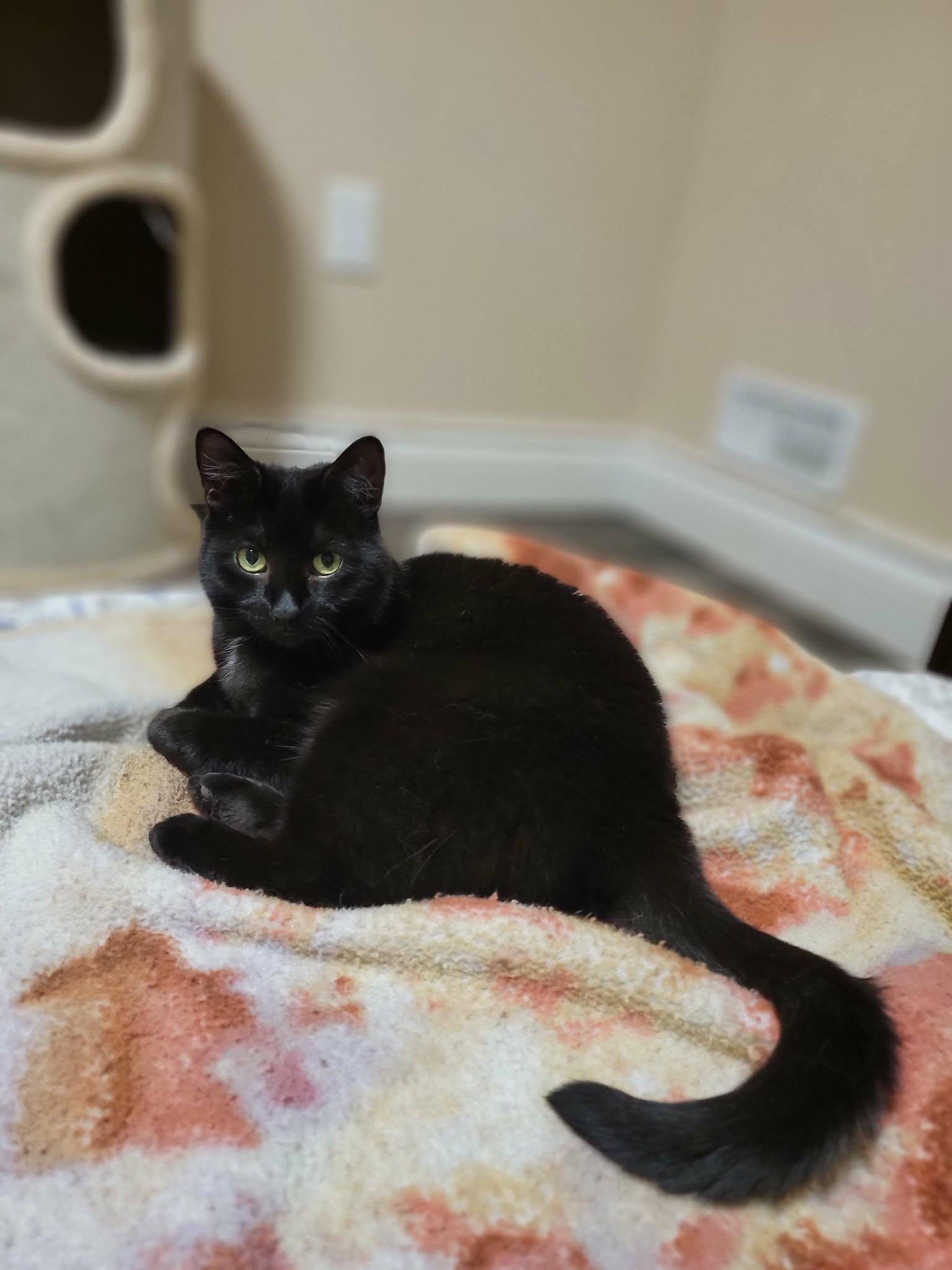 June (bonded with Bug), a ADOPTABLE Domestic Medium Hair in Shakespeare, ON image 1/4