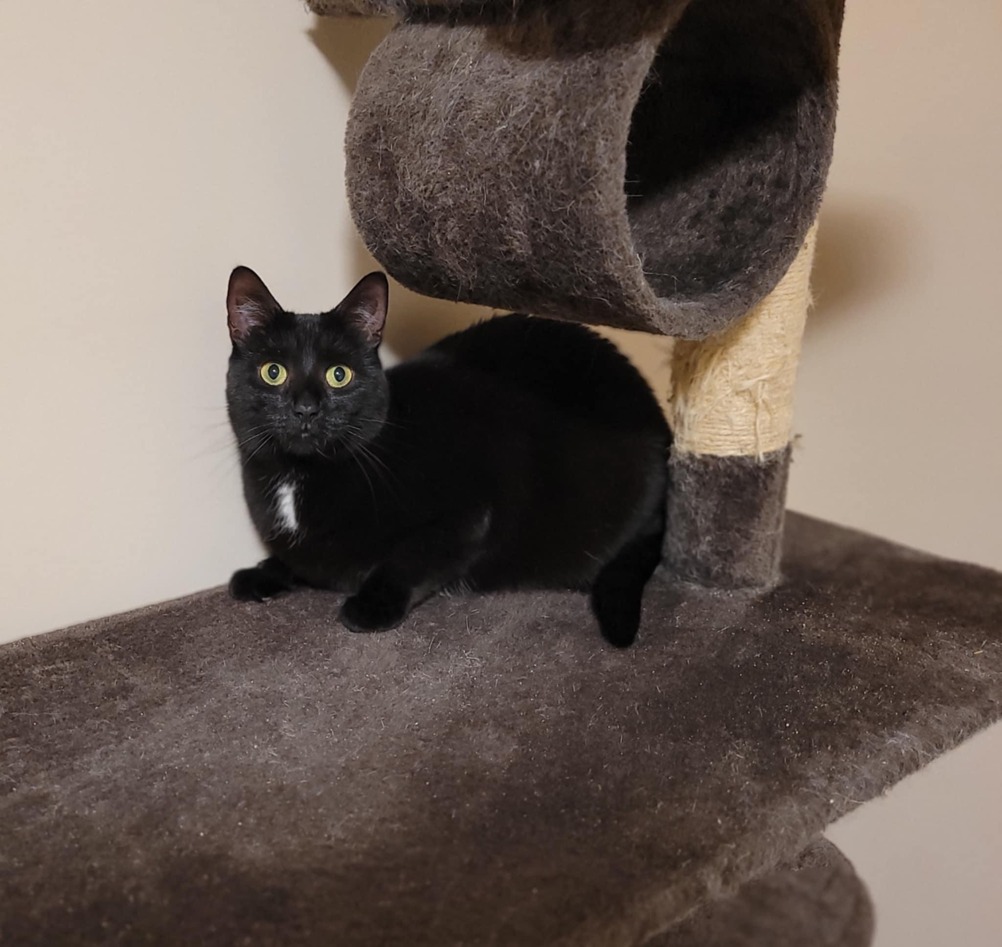 June (bonded with Bug), a ADOPTABLE Domestic Medium Hair in Shakespeare, ON image 2/4