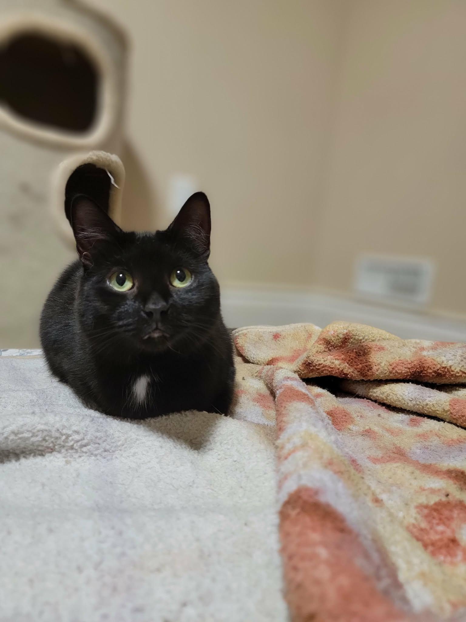 June (bonded with Bug), a ADOPTABLE Domestic Medium Hair in Shakespeare, ON image 4/4