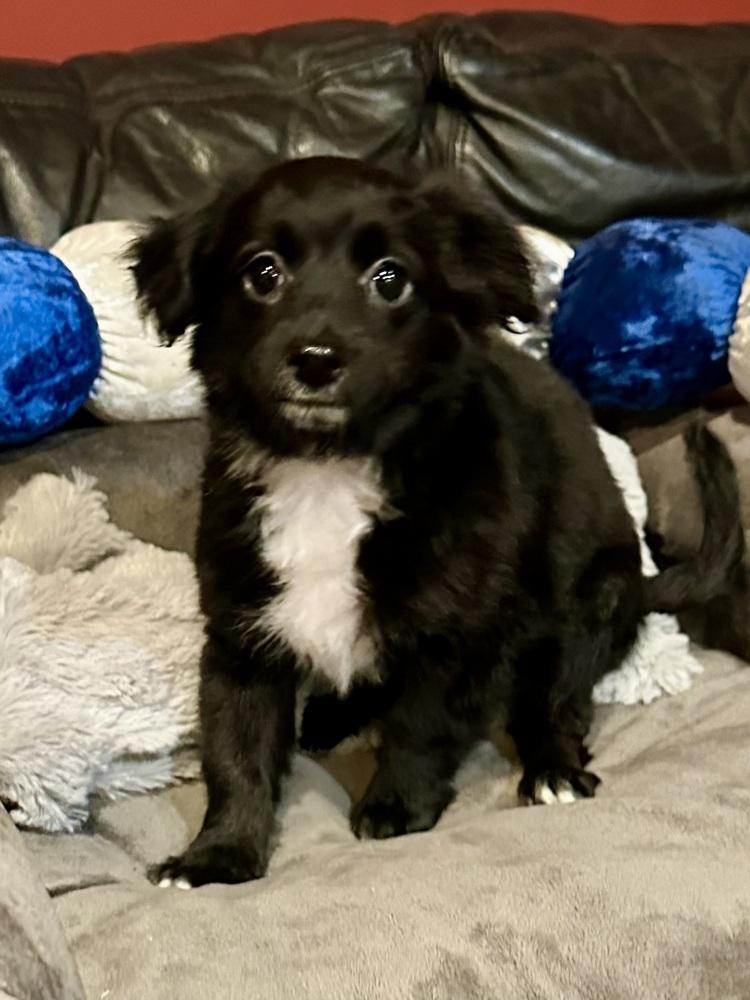 Axl, Adoptable, Puppy Male Maltese & Schnauzer.