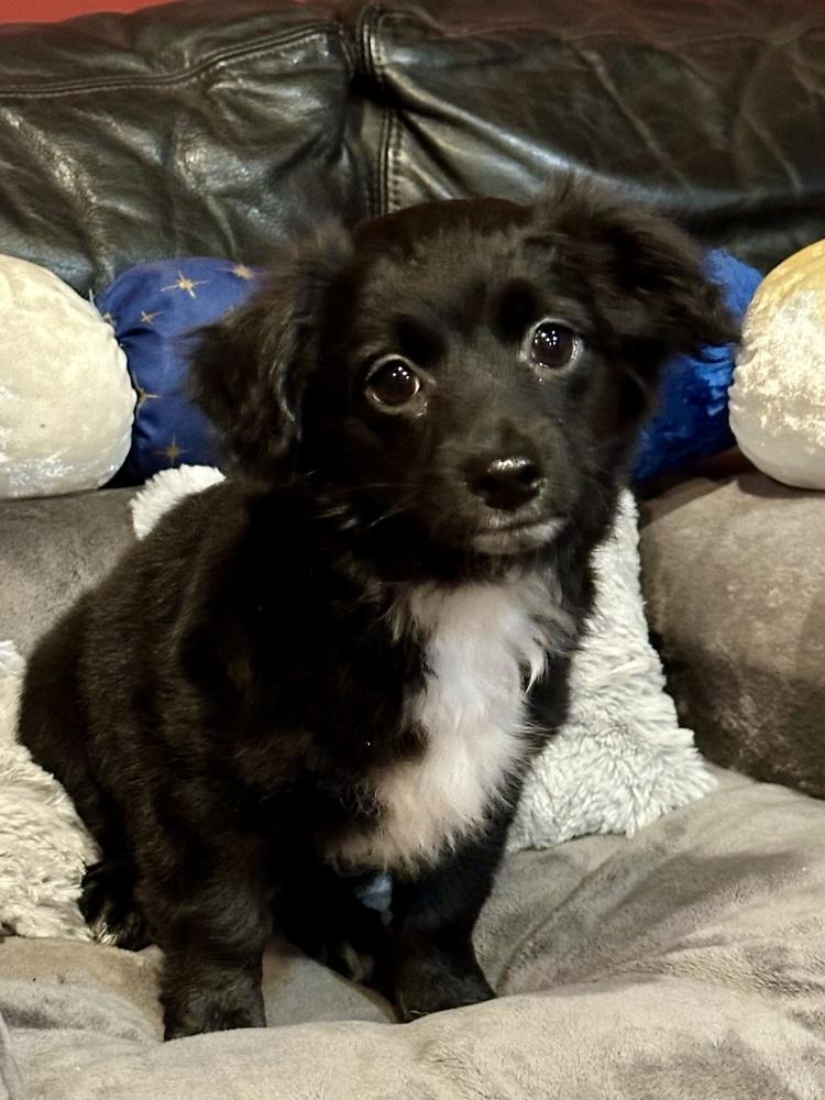 Axl, a Adoptable mixed breed in Milton, GA image 2/3
