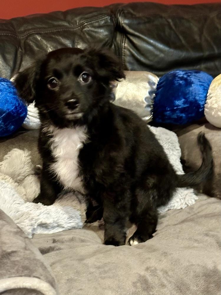 Axl, a Adoptable mixed breed in Milton, GA image 3/3