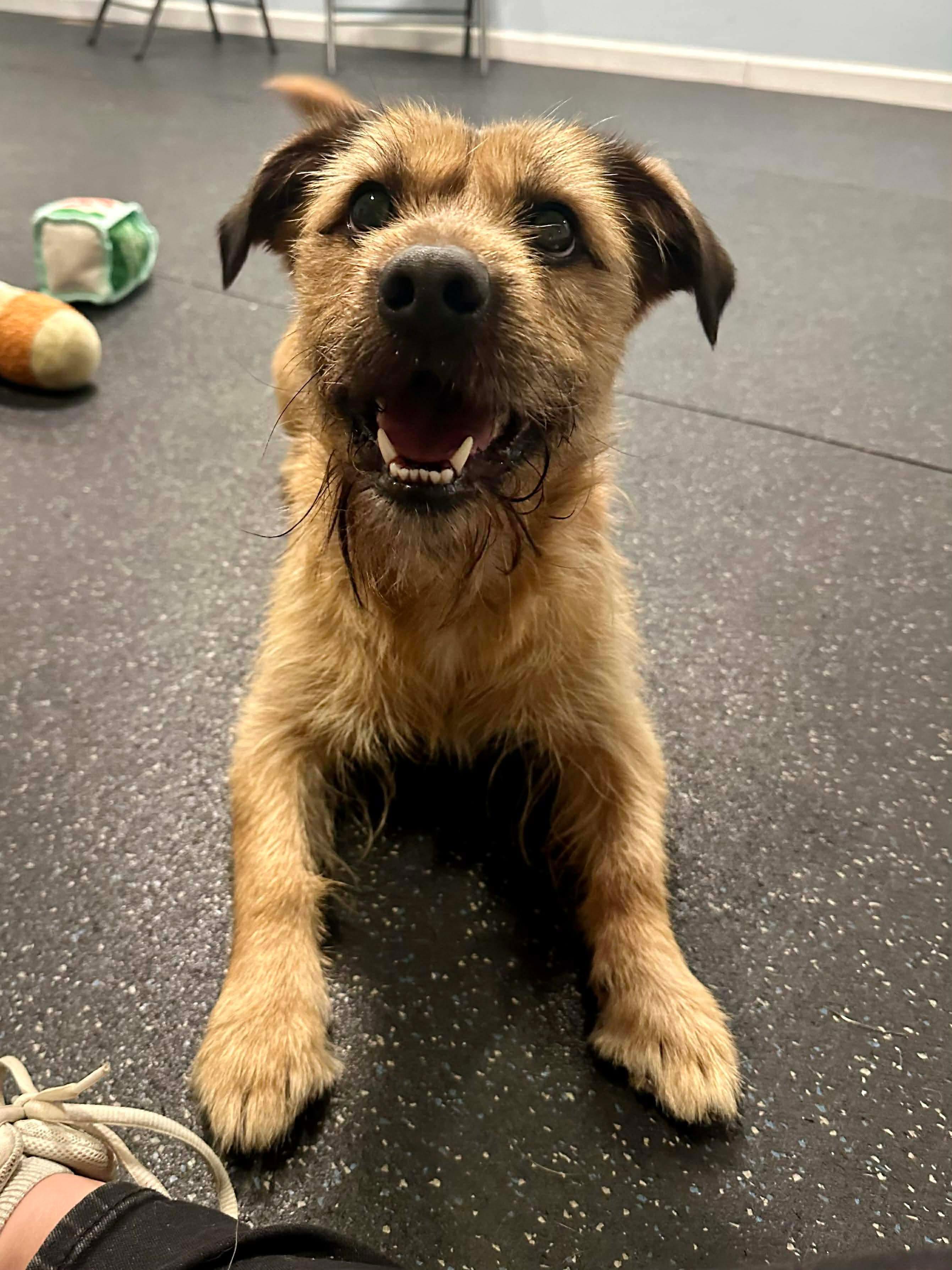 Enlarge Kobe, an adopted mixed breed in Uxbridge, MA image 1/2