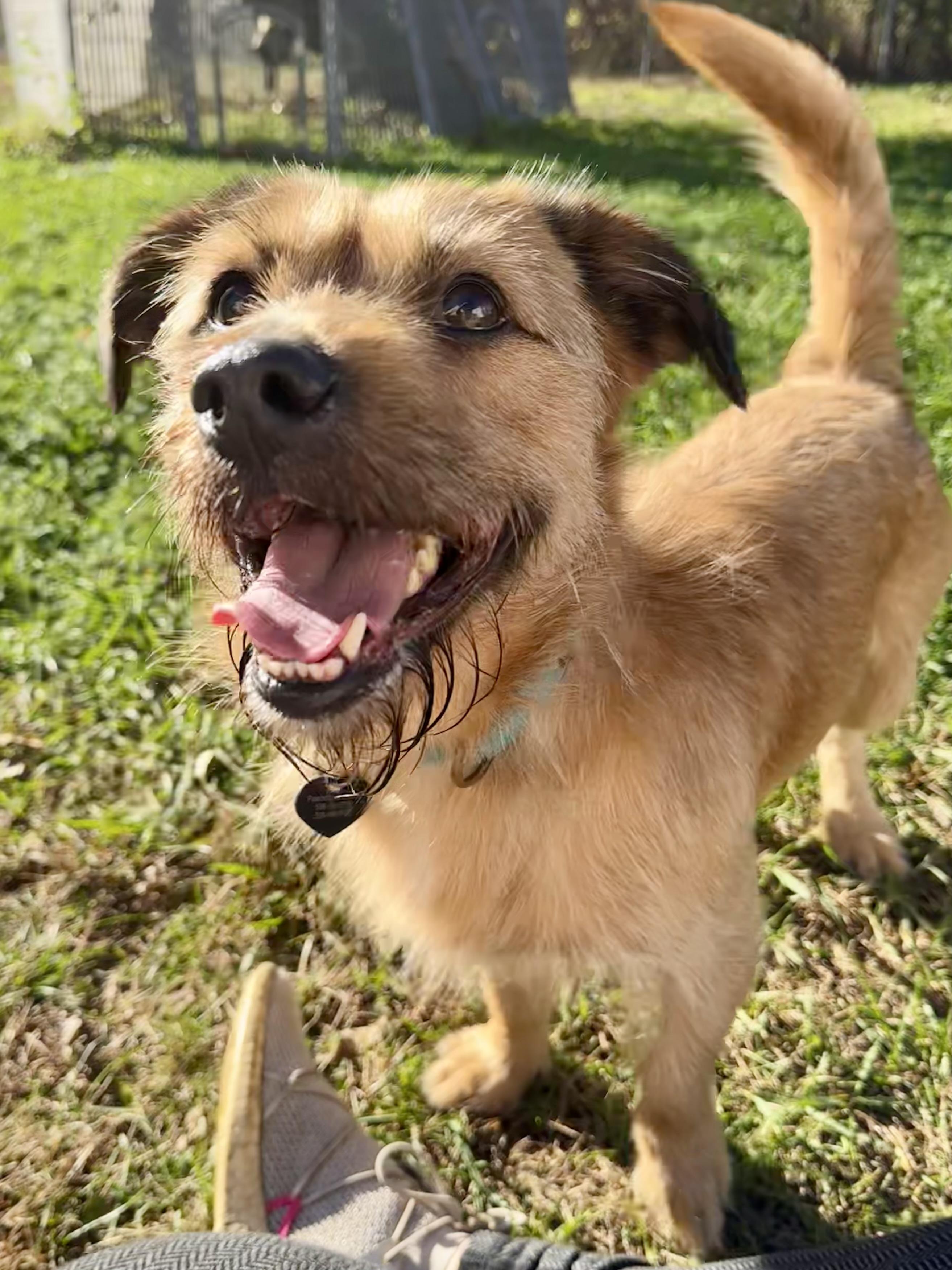 Enlarge Kobe, an adopted mixed breed in Uxbridge, MA image 2/2