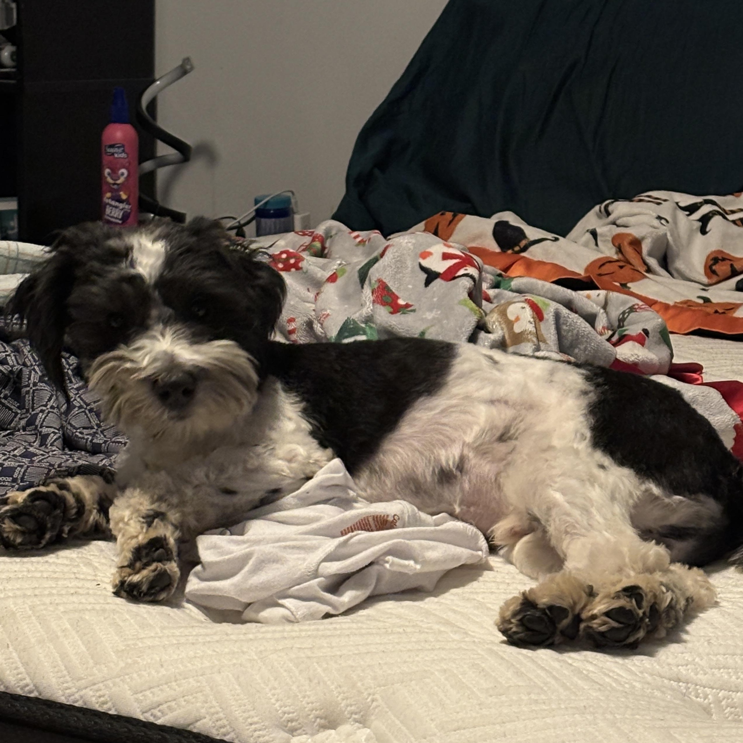 Kodiak, a Adoptable Miniature Schnauzer in West Valley, UT image 1/5