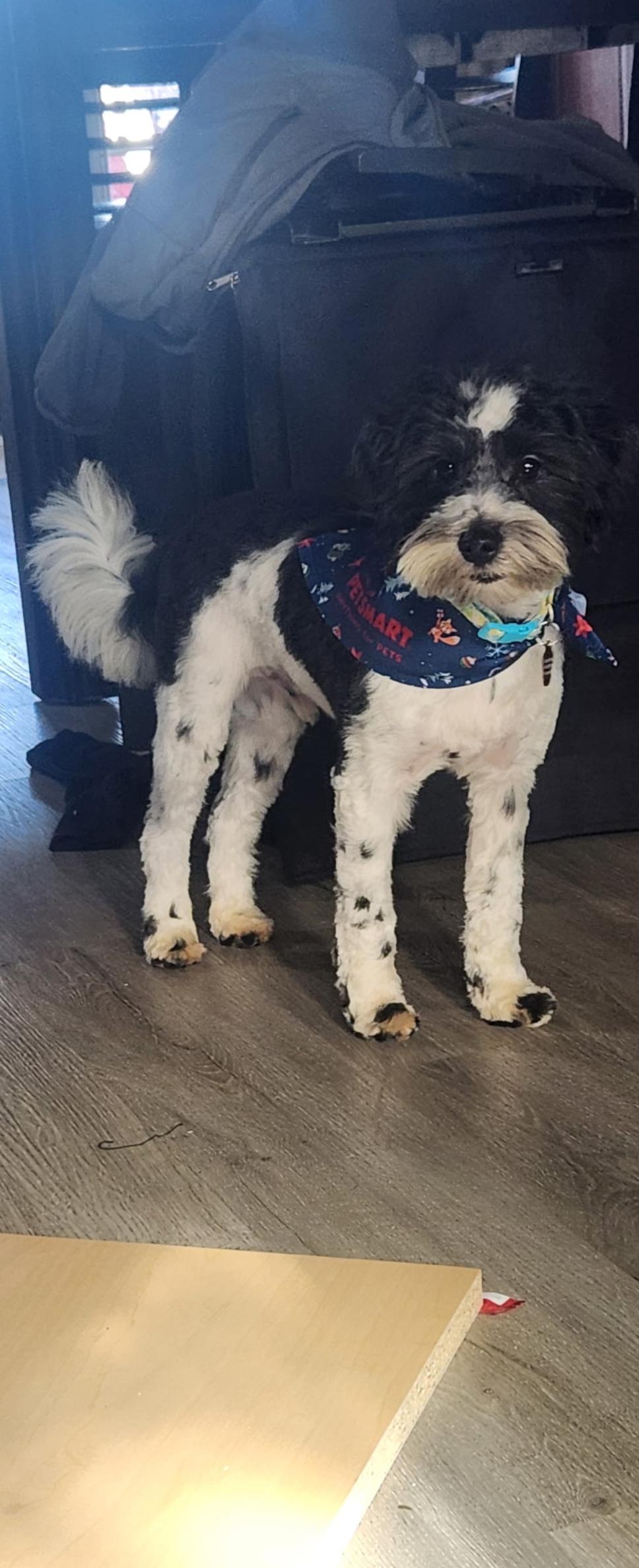 Kodiak, a Adoptable Miniature Schnauzer in West Valley, UT image 2/5