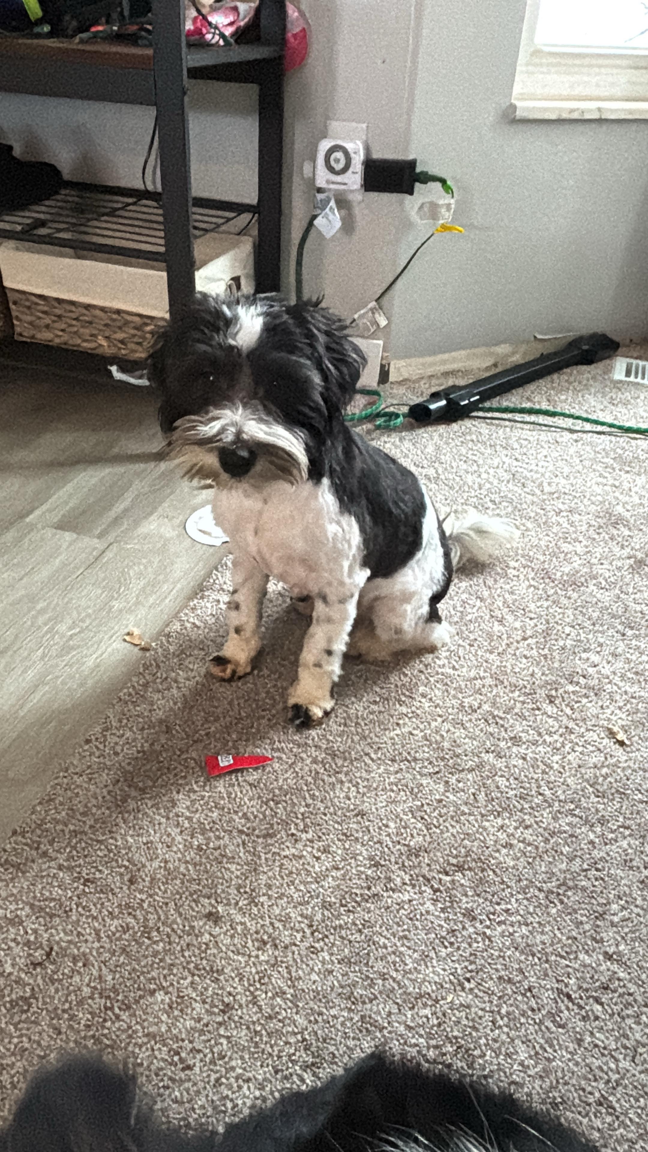 Kodiak, a Adoptable Miniature Schnauzer in West Valley, UT image 3/5