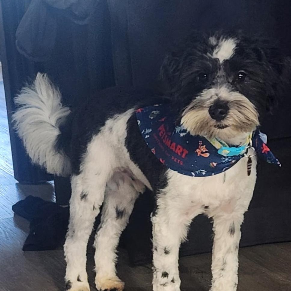 Kodiak, a Adoptable Miniature Schnauzer in West Valley, UT image 4/5