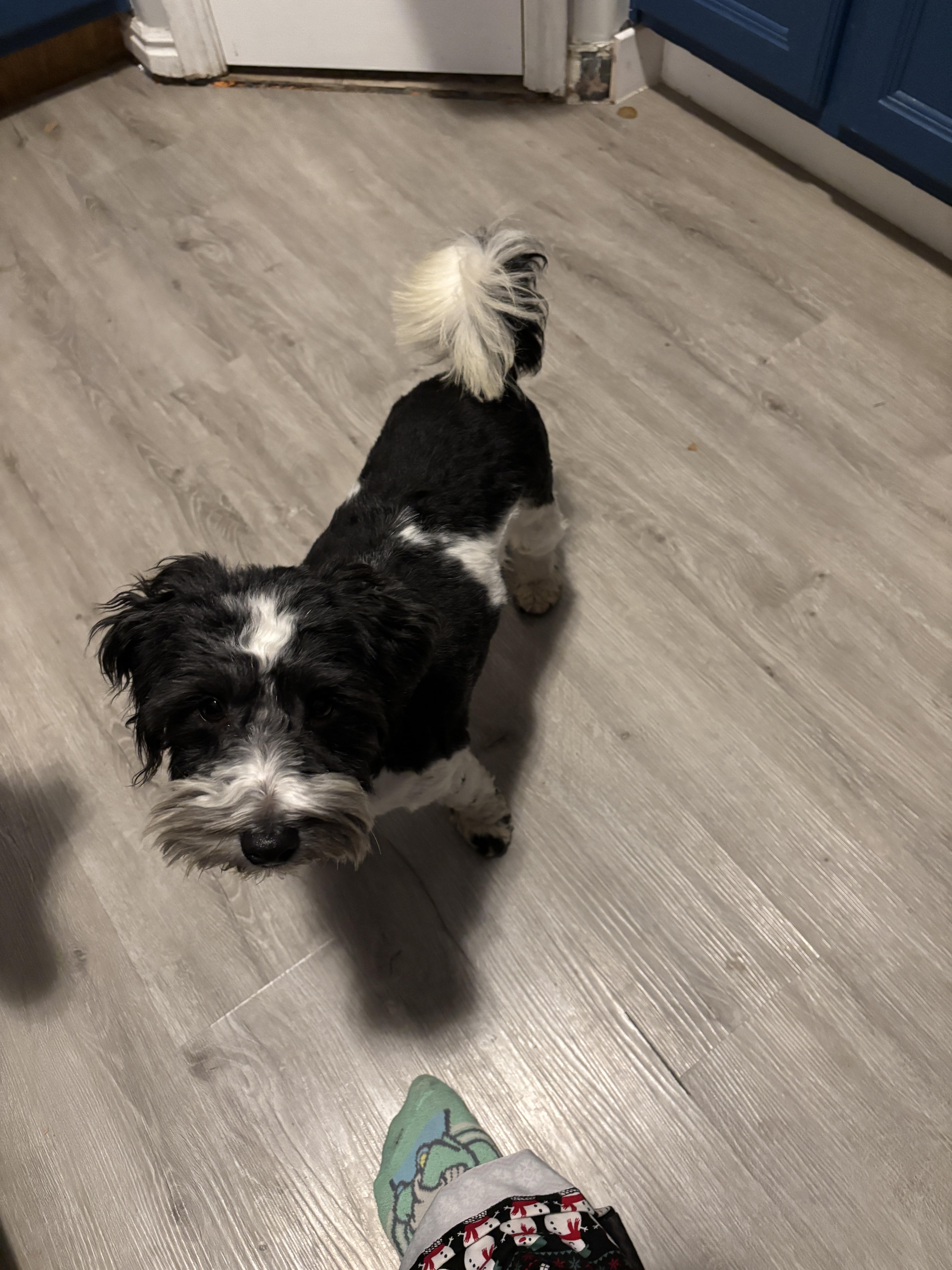 Kodiak, a Adoptable Miniature Schnauzer in West Valley, UT image 5/5