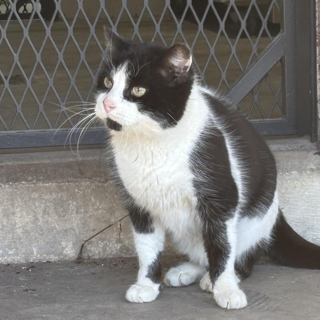 Roscoe, Adoptable, Adult Male Domestic Long Hair & Domestic Short Hair.