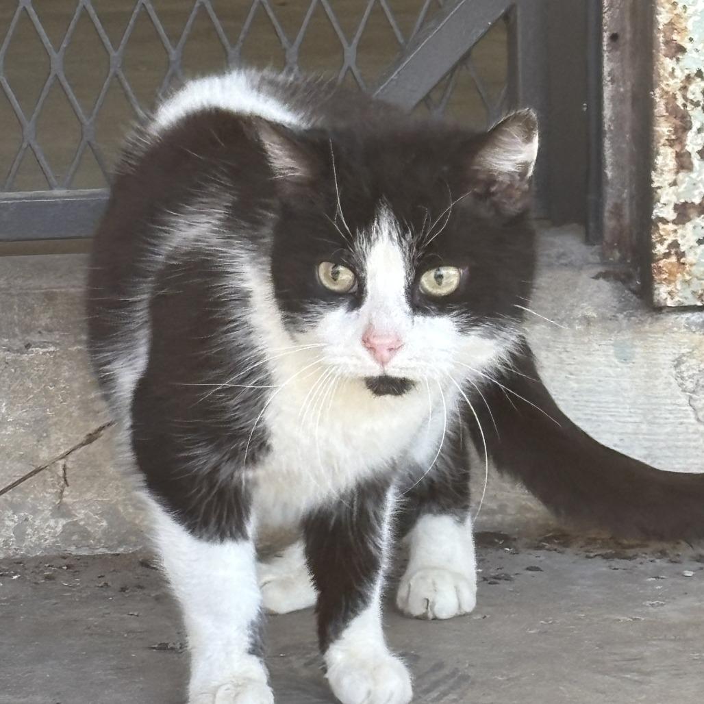 Enlarge Roscoe, a Adoptable mixed breed in Madisonville, KY image 2/2