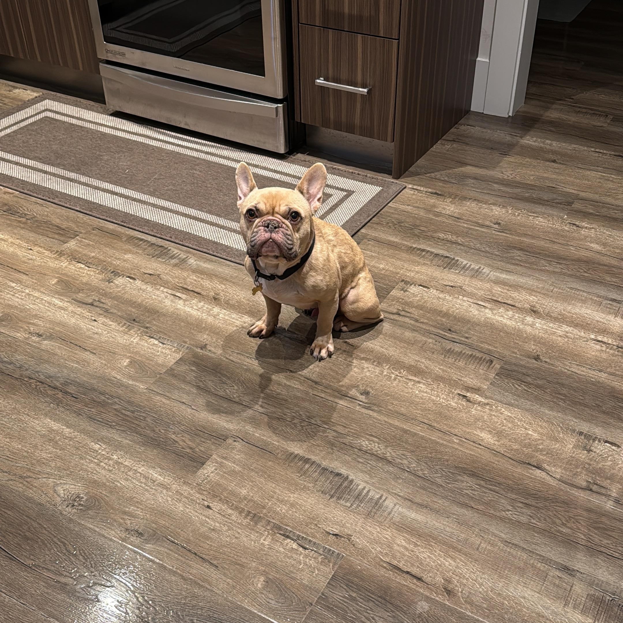 Drako, a ADOPTABLE French Bulldog in Surrey, BC image 2/3