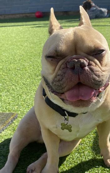 Drako, ADOPTABLE, Adult Male French Bulldog.