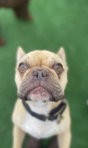 Drako, a ADOPTABLE French Bulldog in Surrey, BC image 3/3