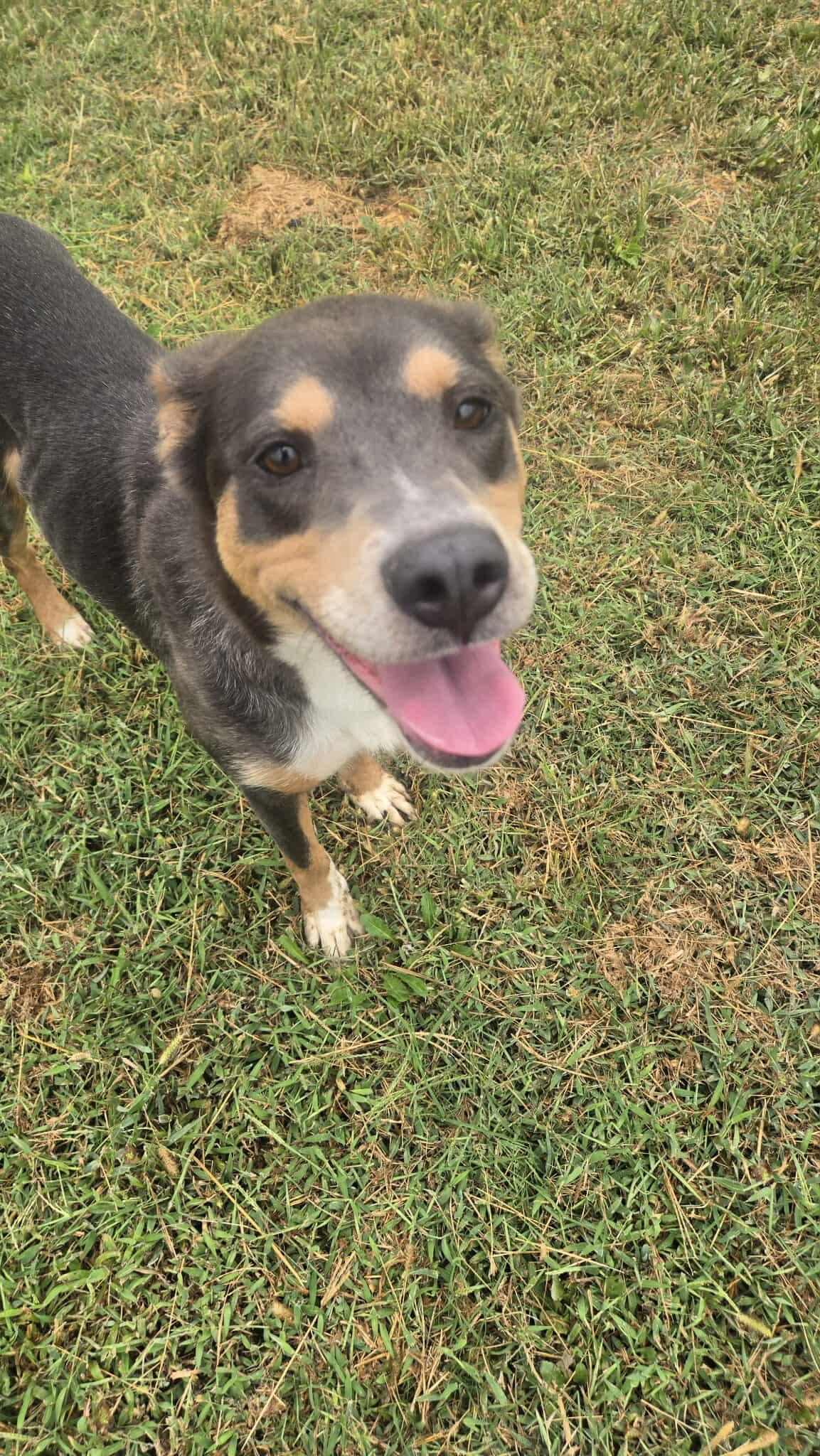 Shelly, a Adoptable mixed breed in Windsor, MO image 6/6