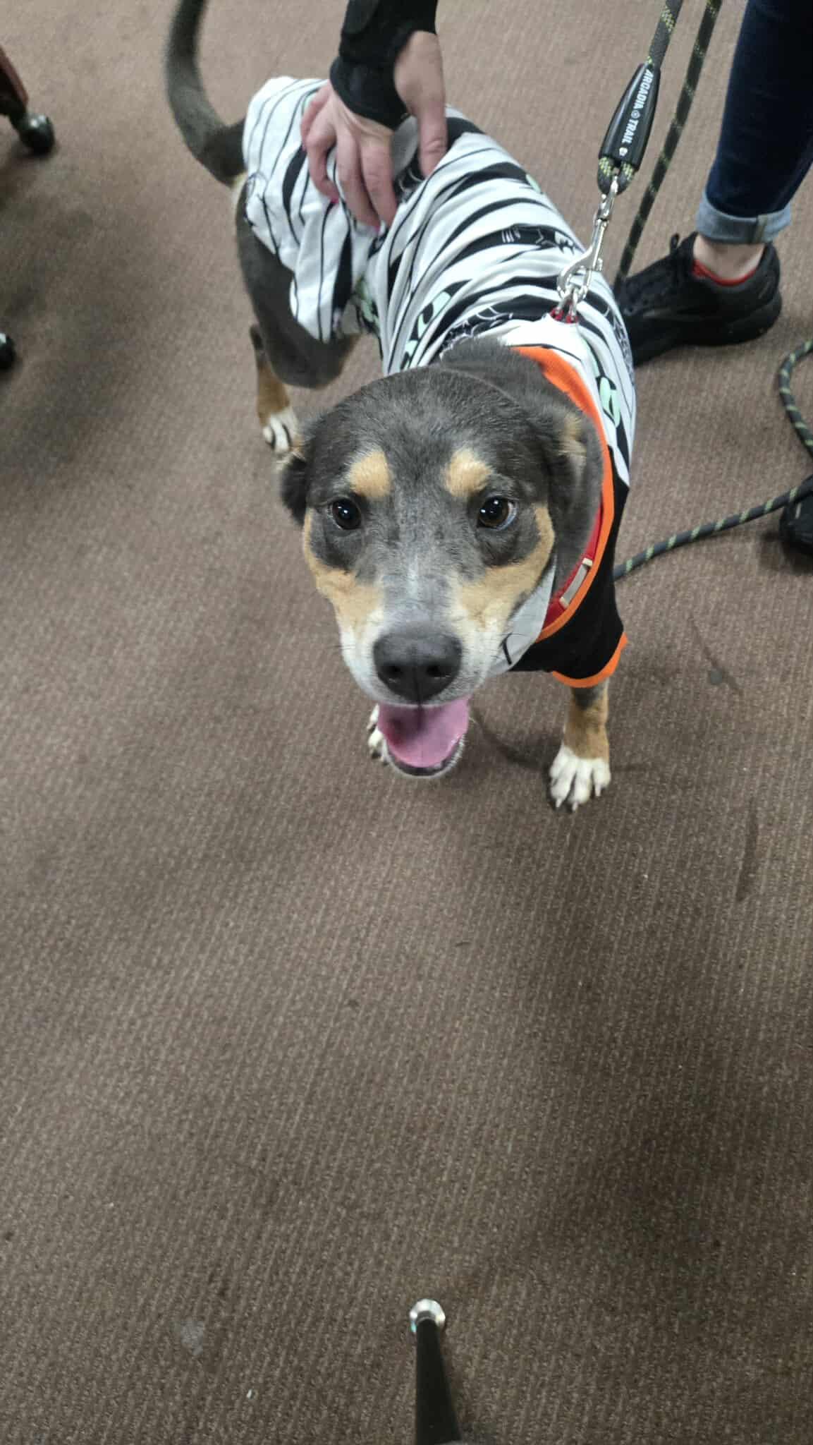 Shelly, a Adoptable mixed breed in Windsor, MO image 3/6