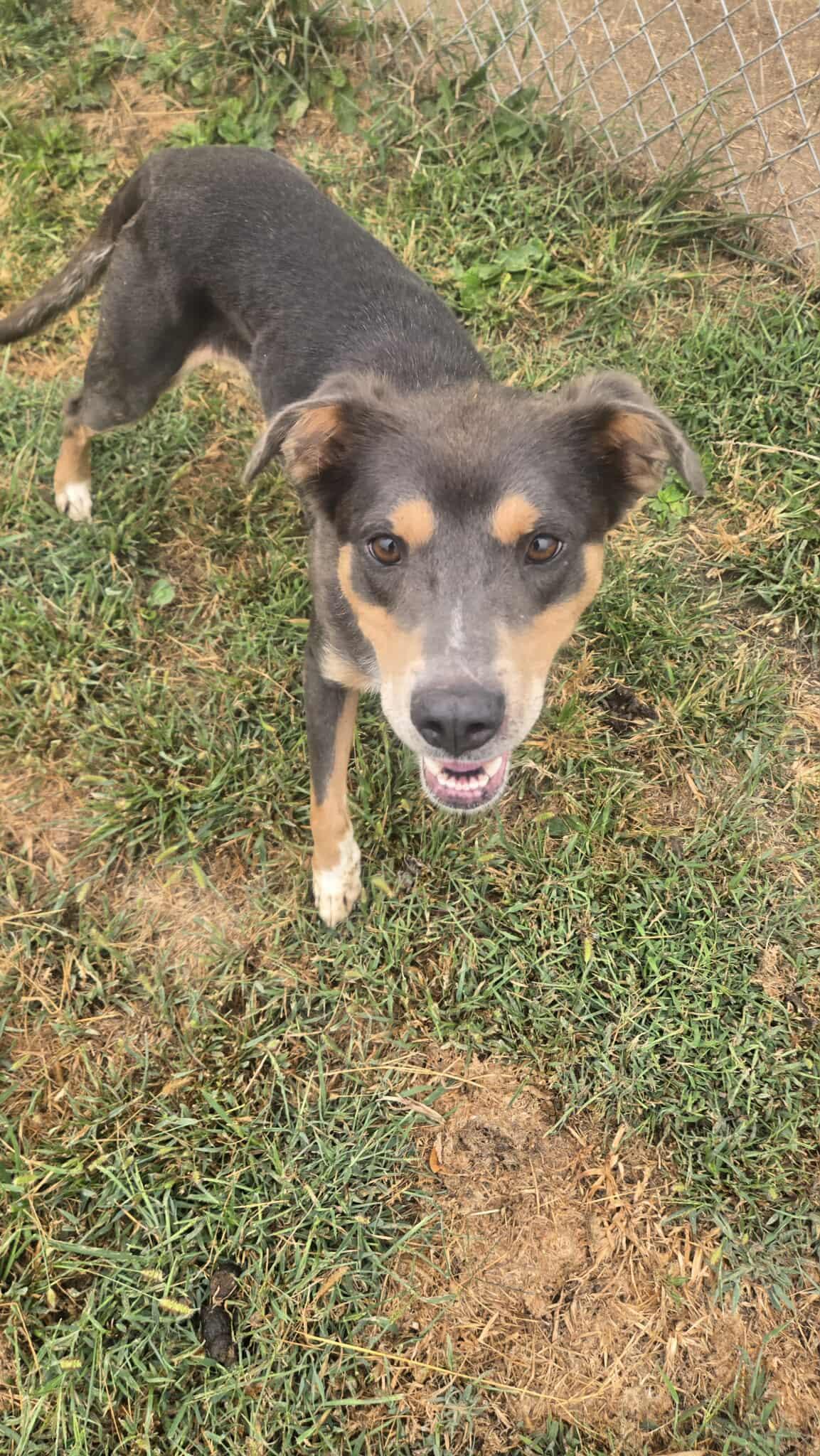 Shelly, a Adoptable mixed breed in Windsor, MO image 2/6