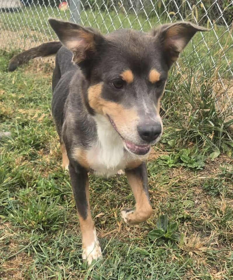 Shelly, a Adoptable mixed breed in Windsor, MO image 1/6