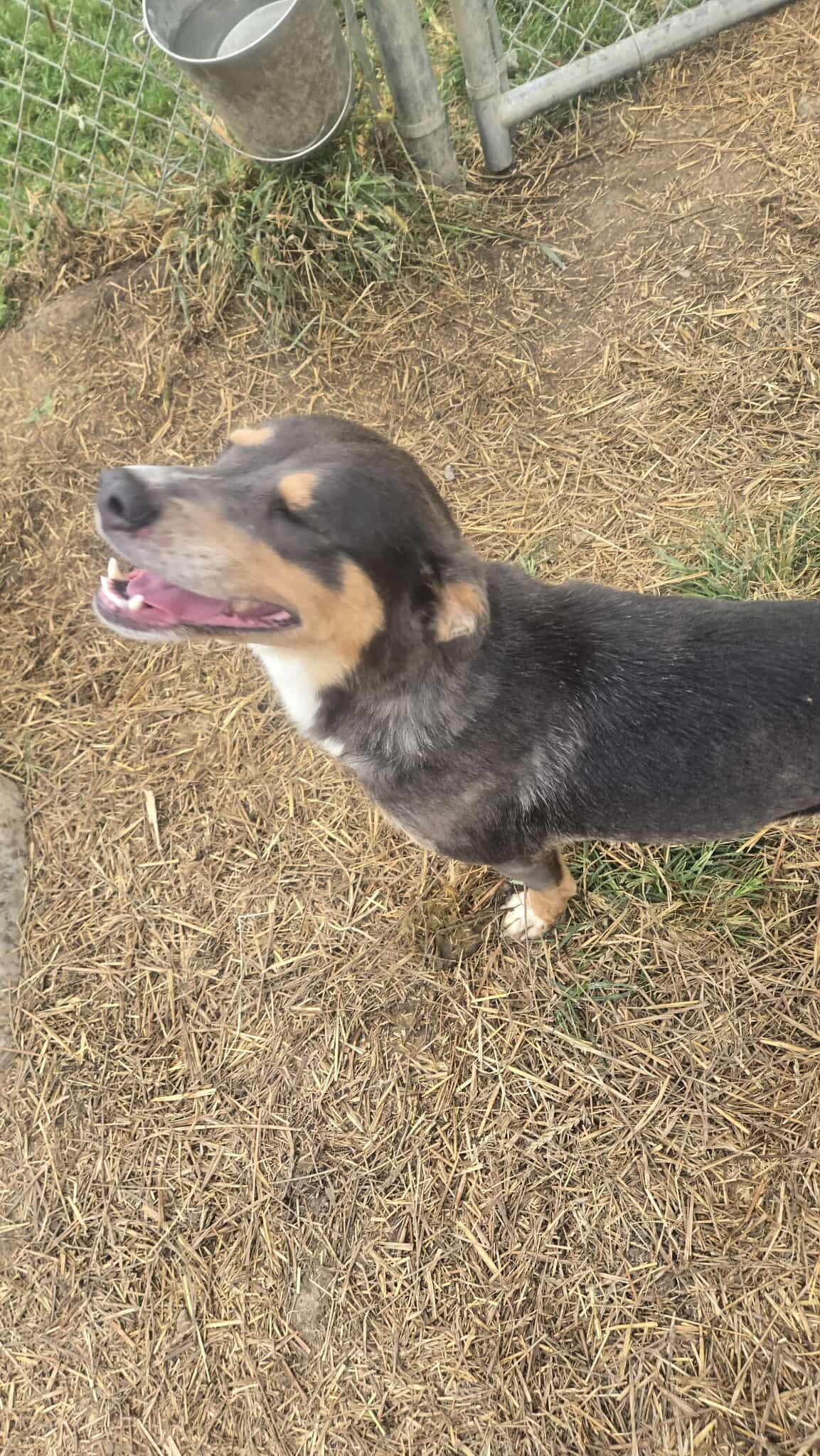Shelly, a Adoptable mixed breed in Windsor, MO image 4/6