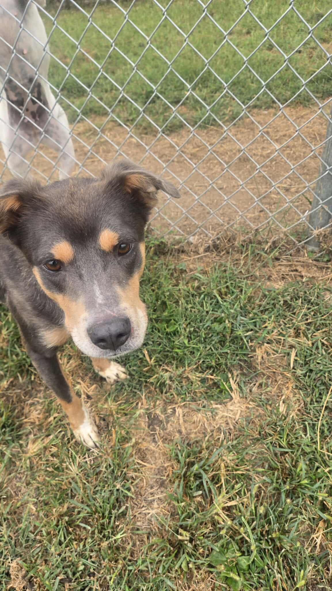 Shelly, a Adoptable mixed breed in Windsor, MO image 5/6