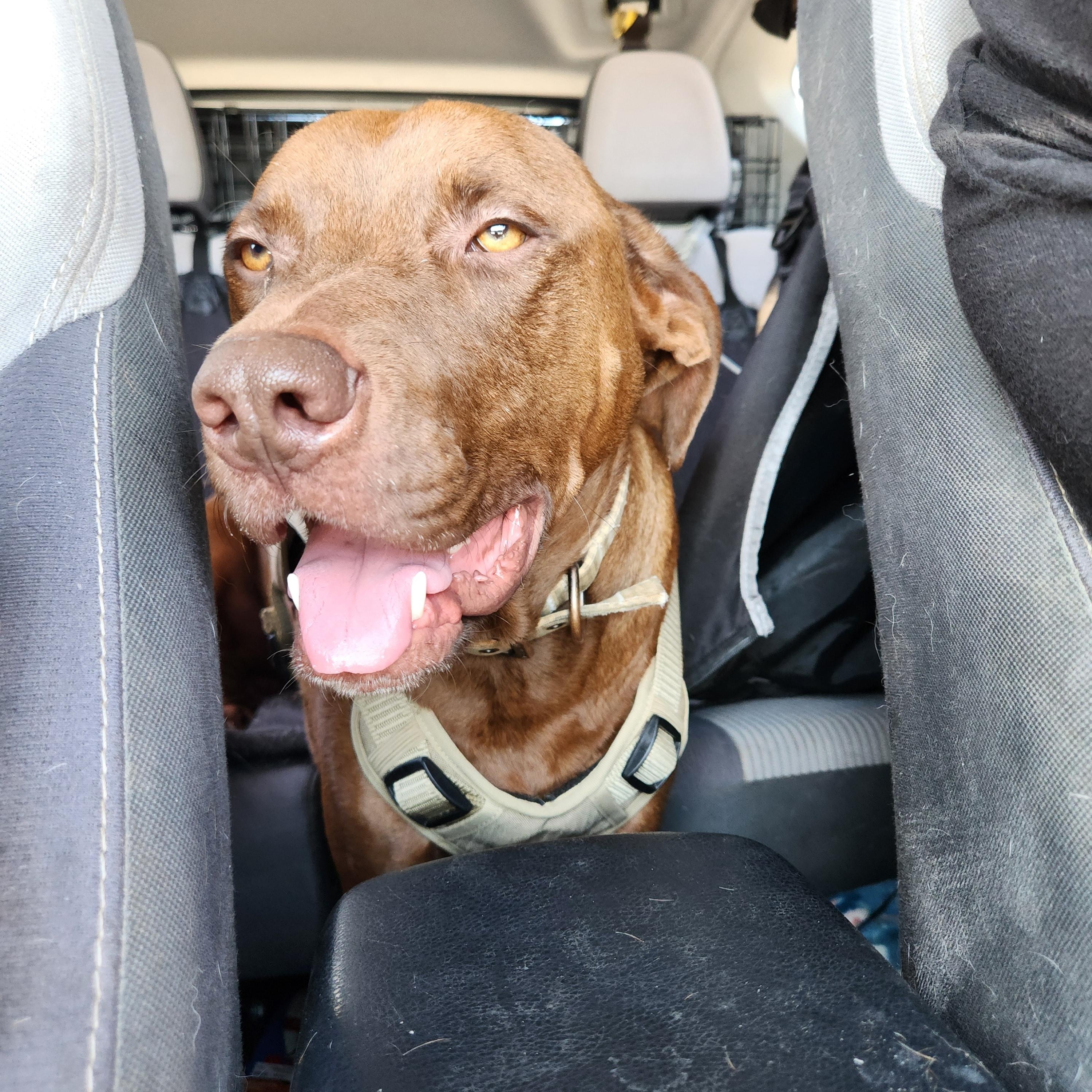 Enlarge Teddy, a Adoptable mixed breed in Killeen, TX image 3/4