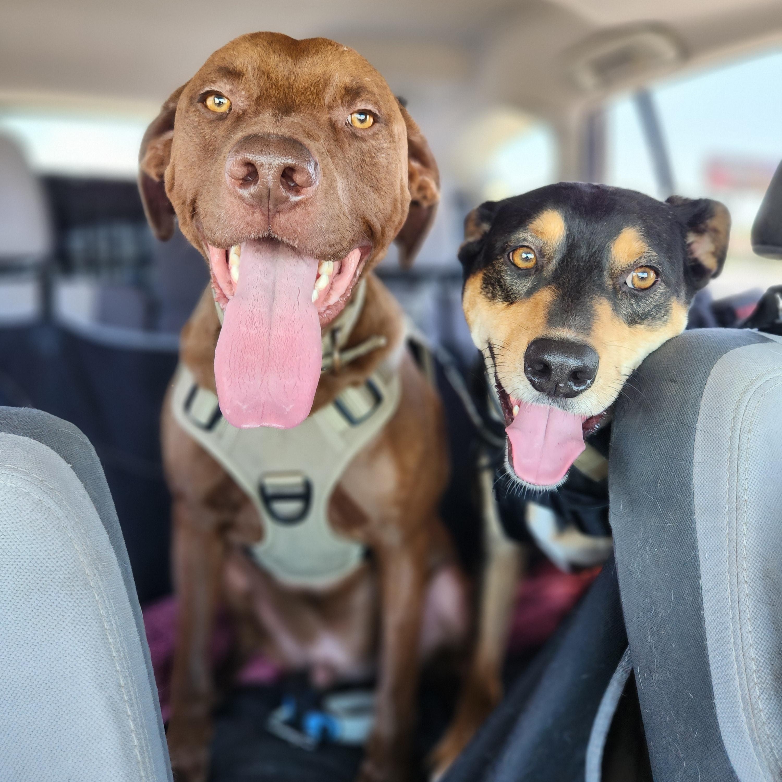 Enlarge Teddy, a Adoptable mixed breed in Killeen, TX image 4/4