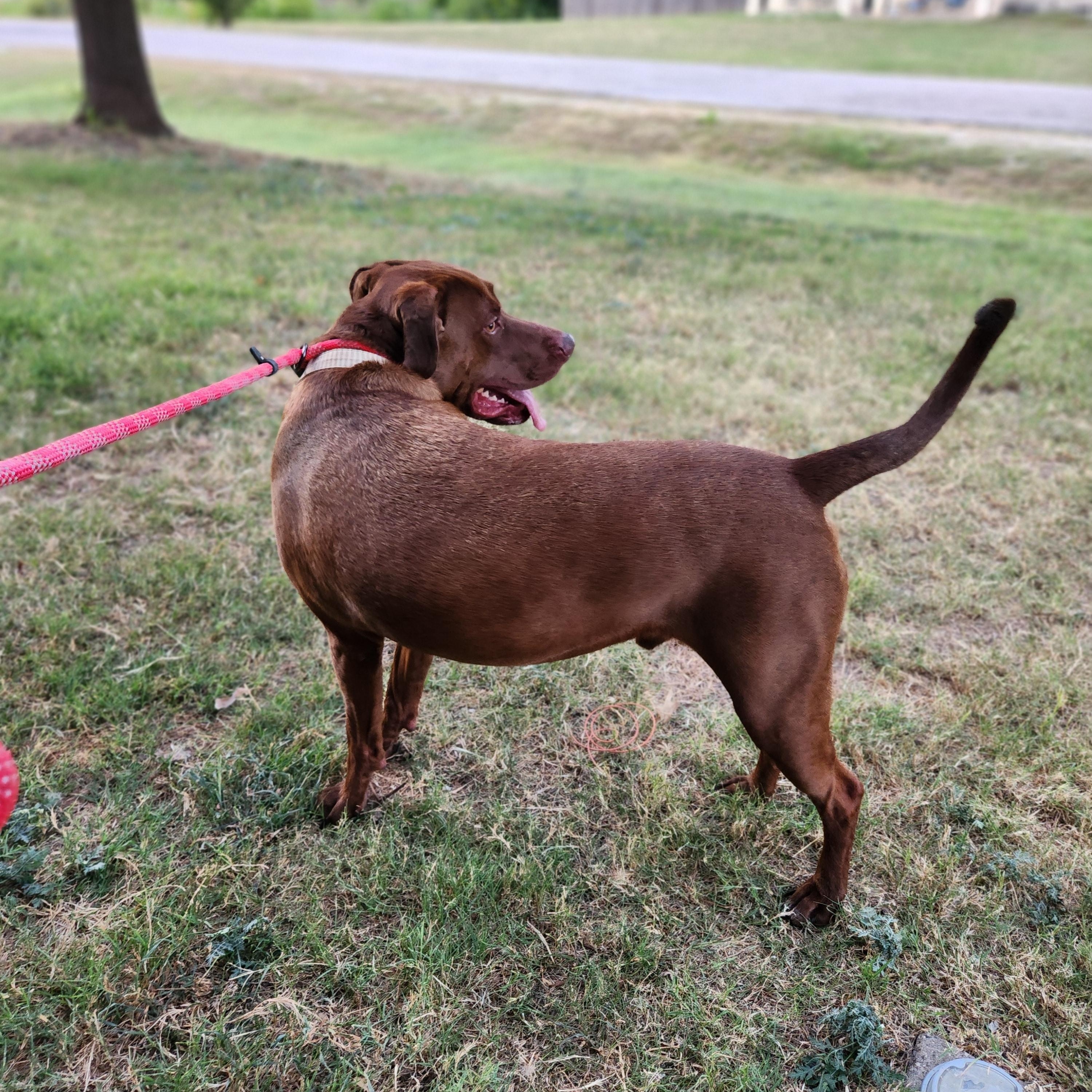 Enlarge Teddy, a Adoptable mixed breed in Killeen, TX image 2/4