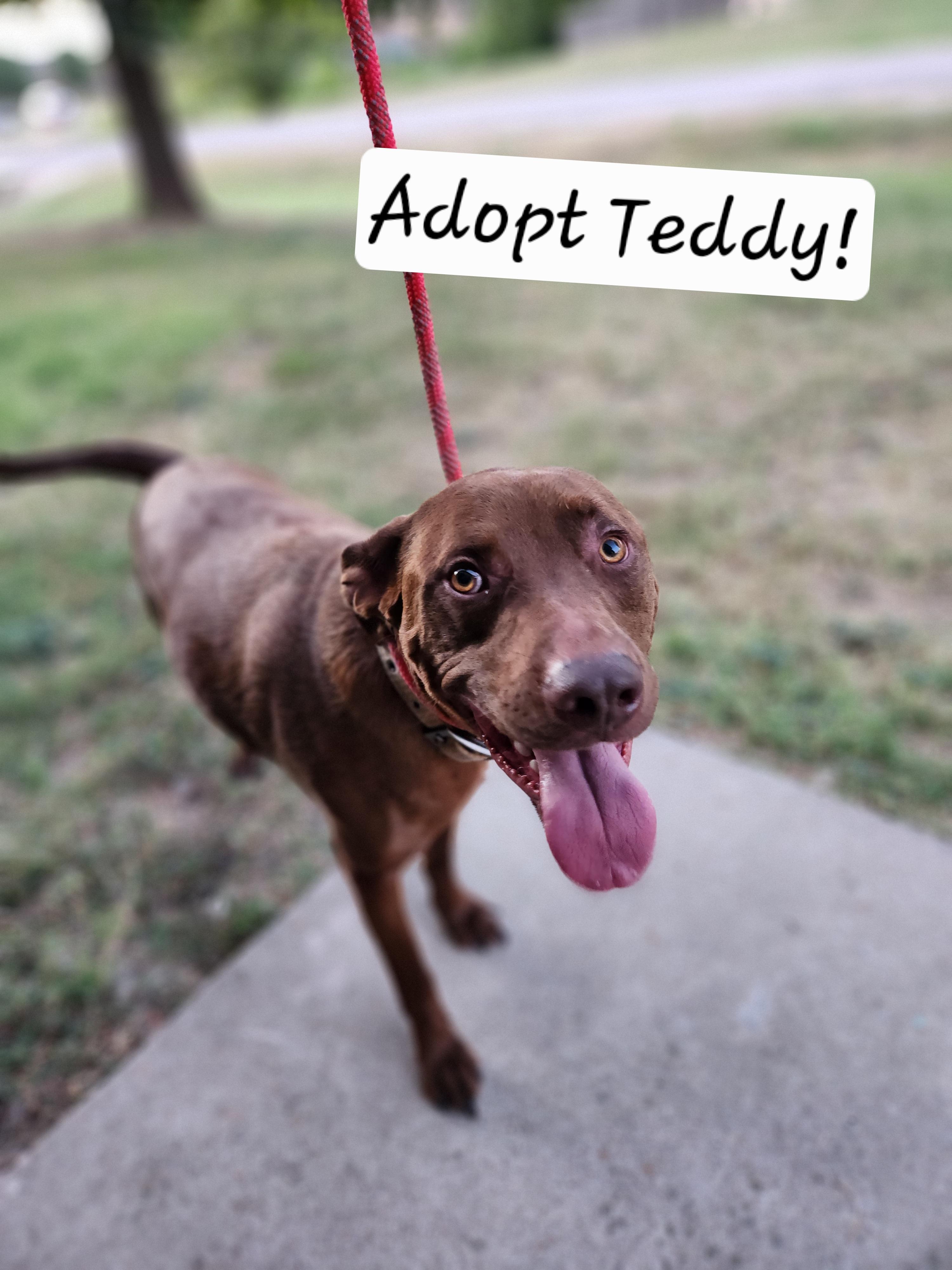 Teddy, Adoptable, Adult Male Chocolate Labrador Retriever & Pit Bull Terrier.