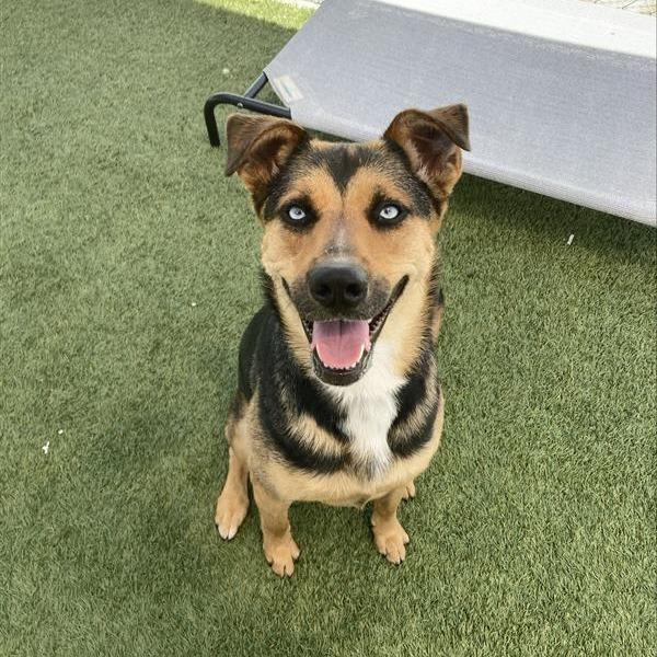 Enlarge Blue, a Adoptable mixed breed in Hawthorne, CA image 1/6