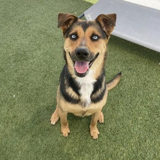 Enlarge Blue, a Adoptable mixed breed in Hawthorne, CA image 2/6