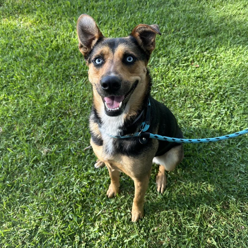 Enlarge Blue, a Adoptable mixed breed in Hawthorne, CA image 5/6