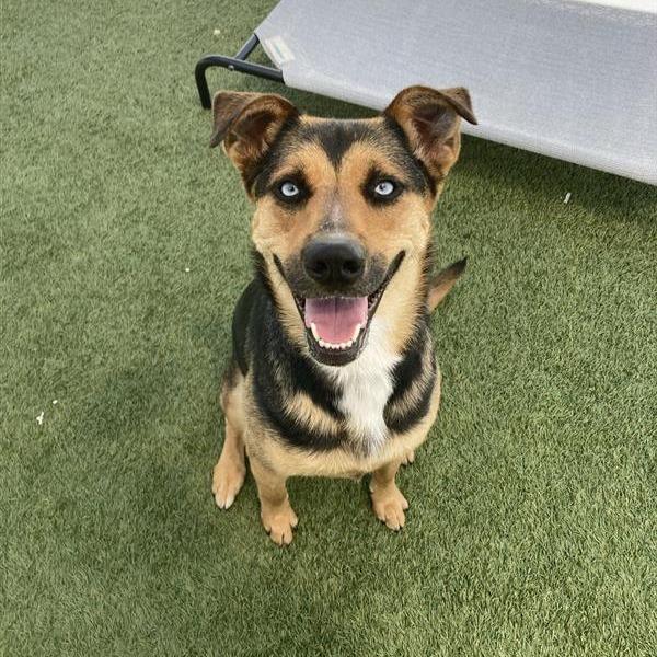 Enlarge Blue, a Adoptable mixed breed in Hawthorne, CA image 6/6